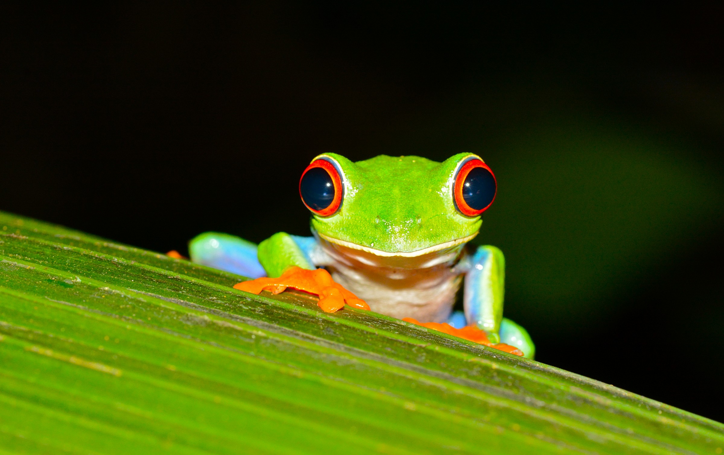 Red Eyed Tree frog