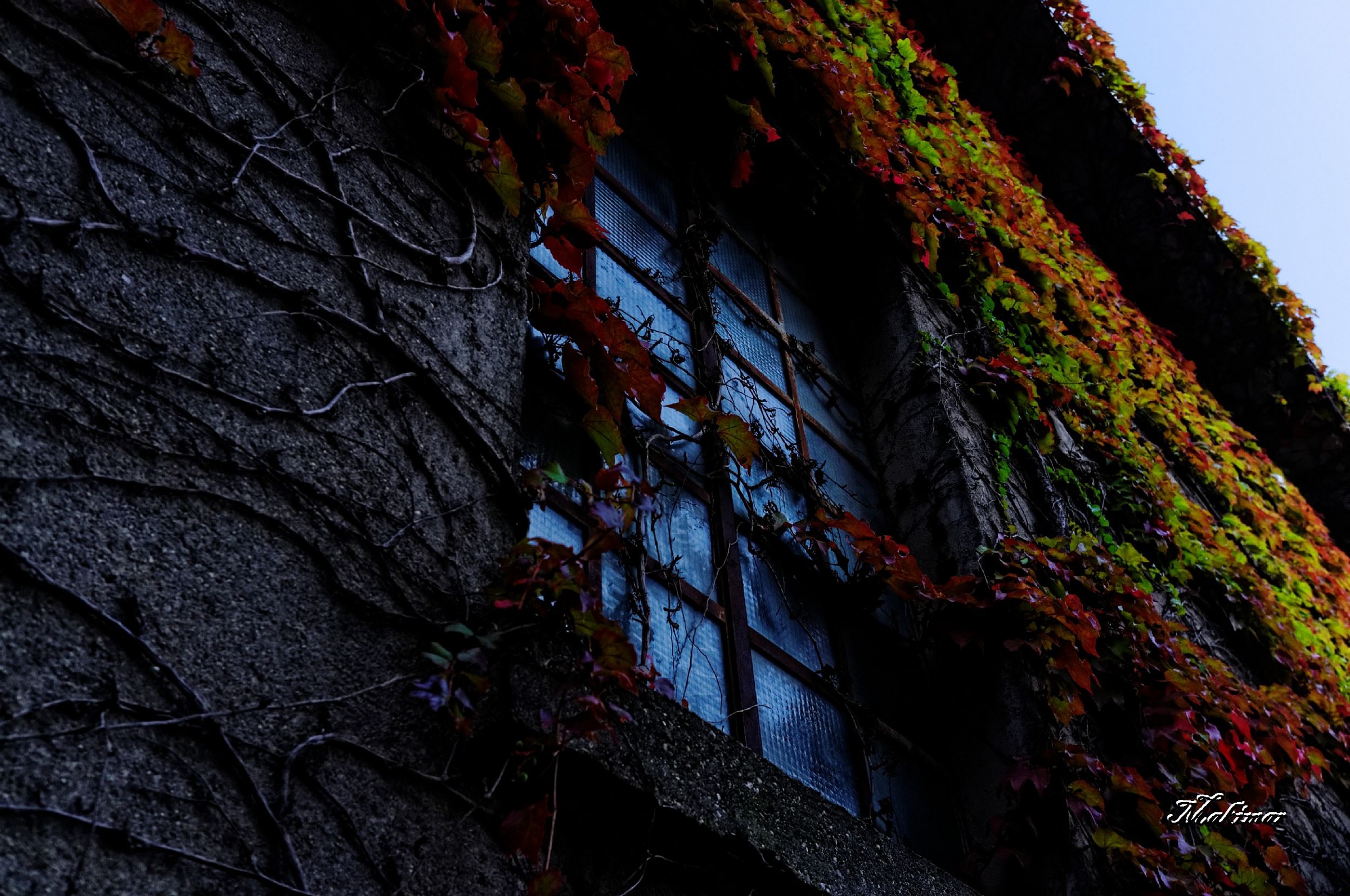 Window between the ivy