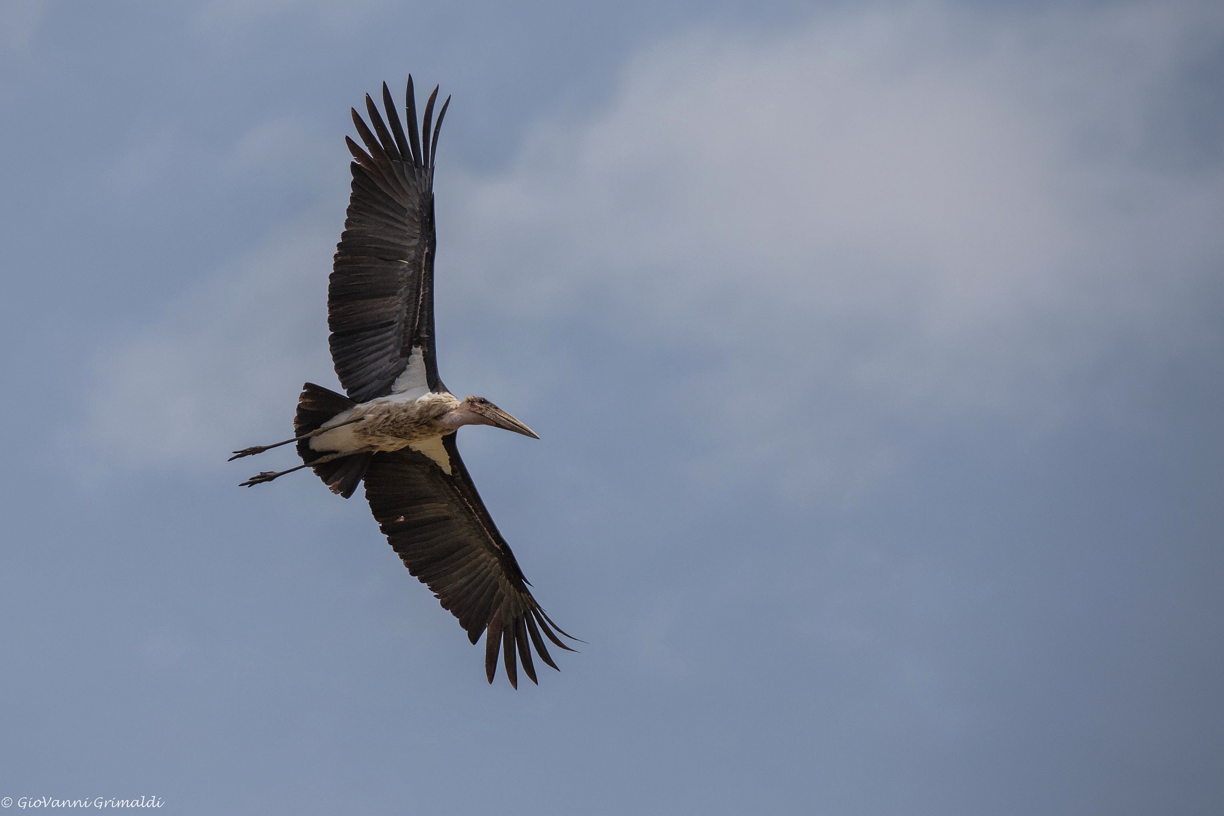 Marabu in volo