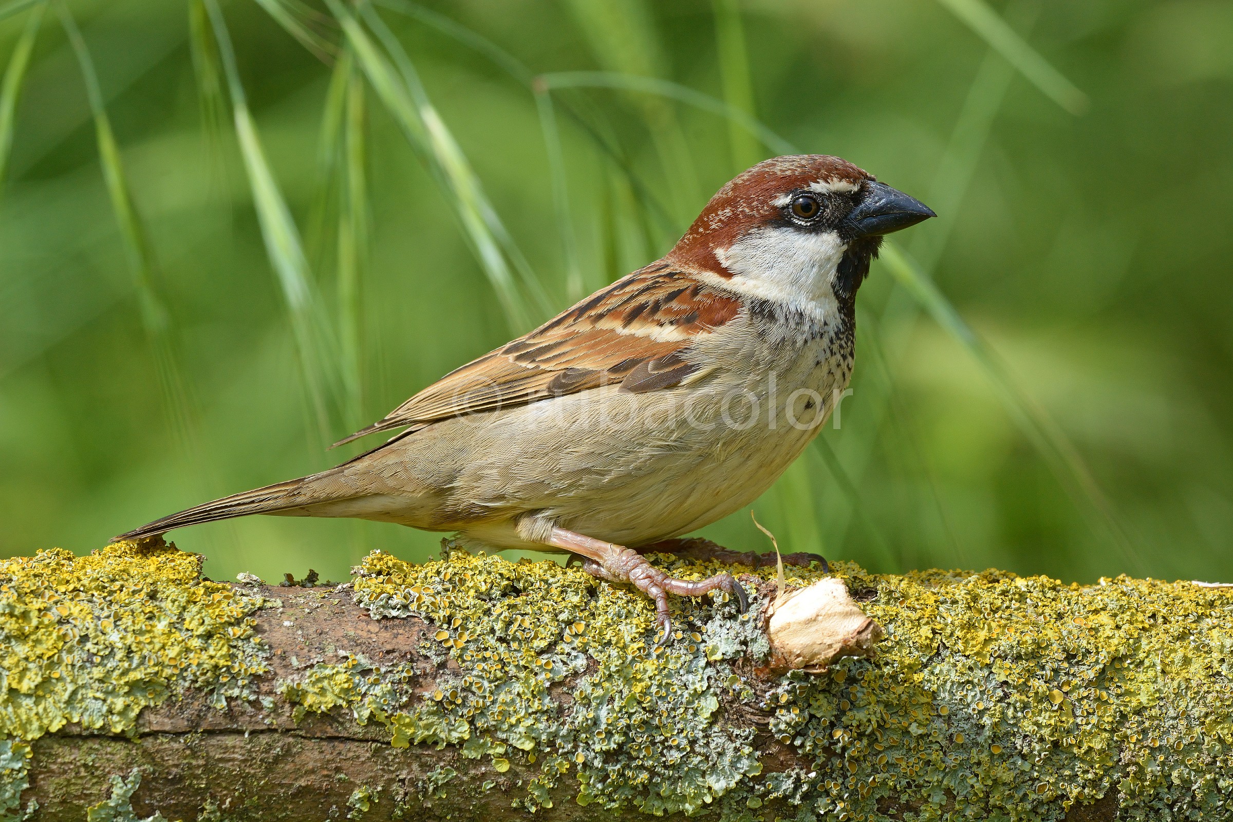Contiamo le penne al passero