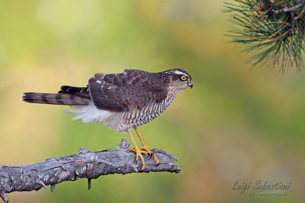 Young Sparrowhawk
