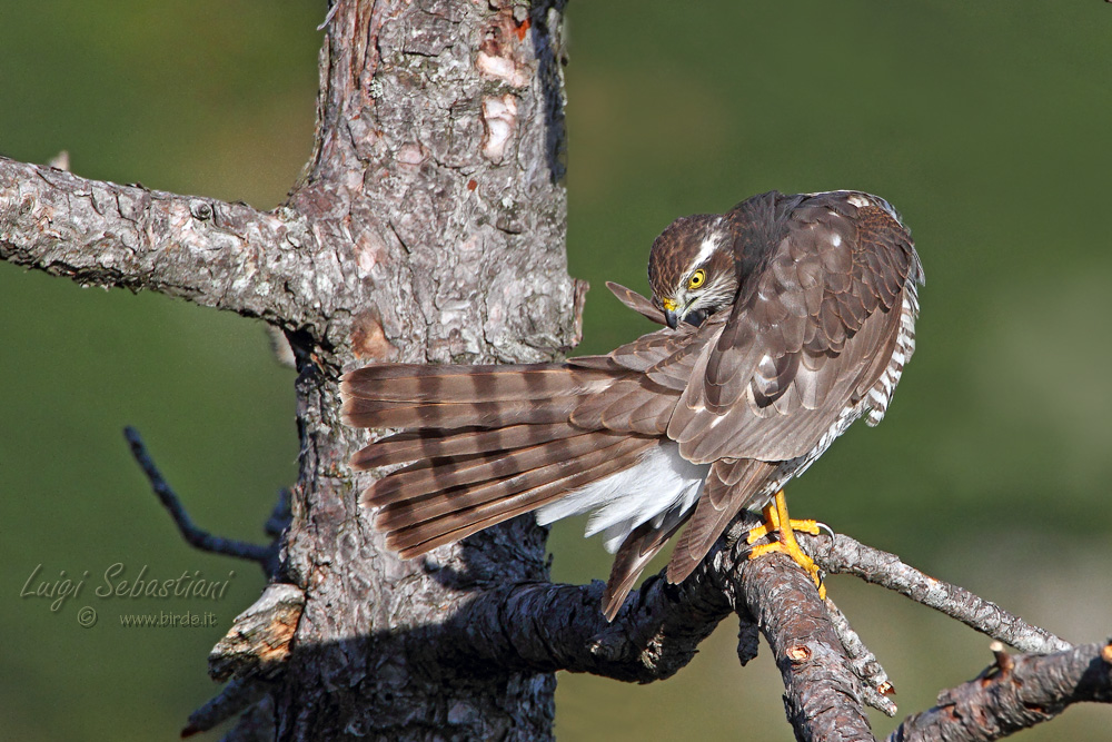 A little 'maintenance!