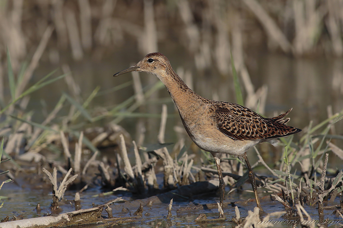 Ruff (Philomachus pugnax)