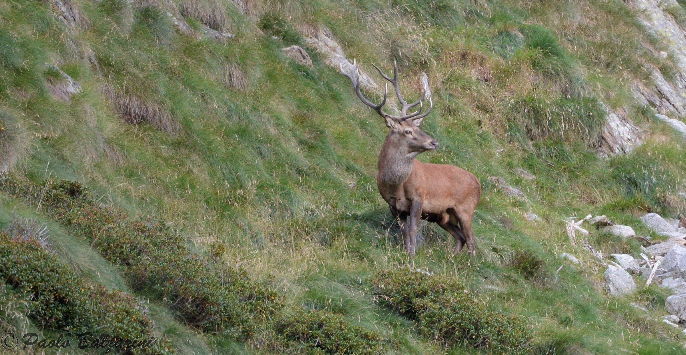 cervi parco nazionale dello stelvio