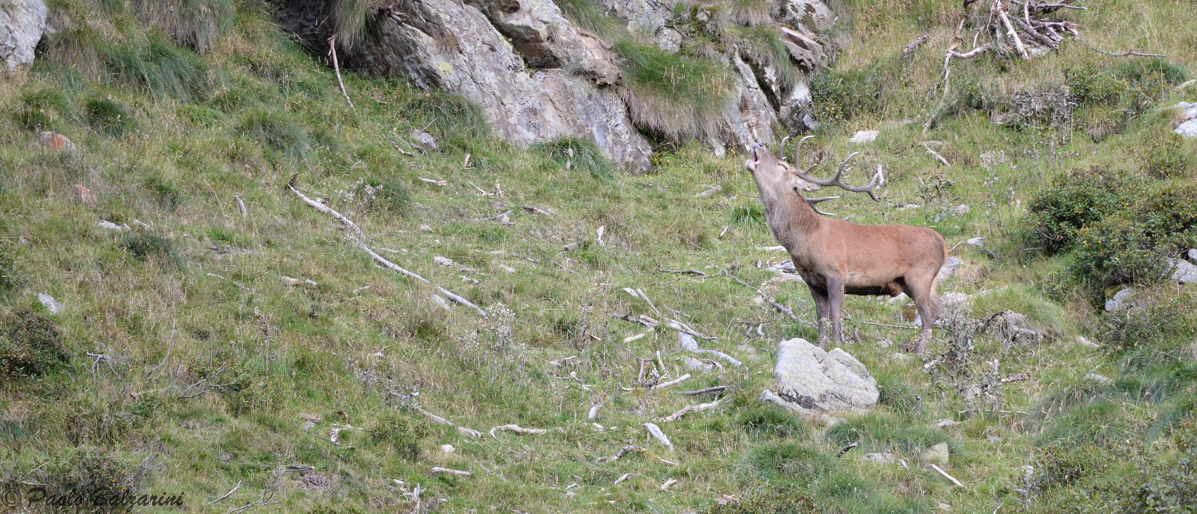 cervi parco nazionale dello stelvio