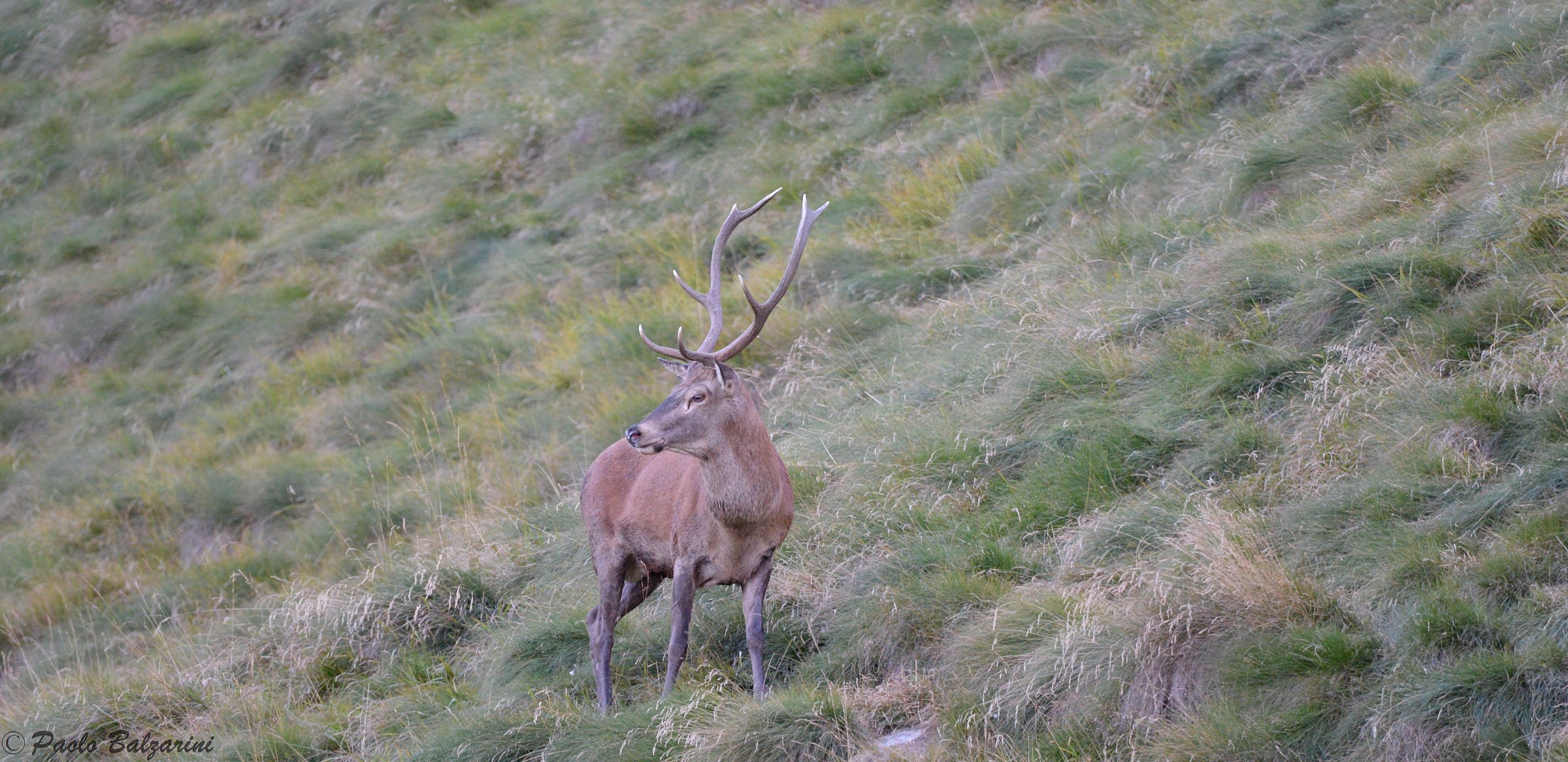 cervi parco nazionale dello stelvio
