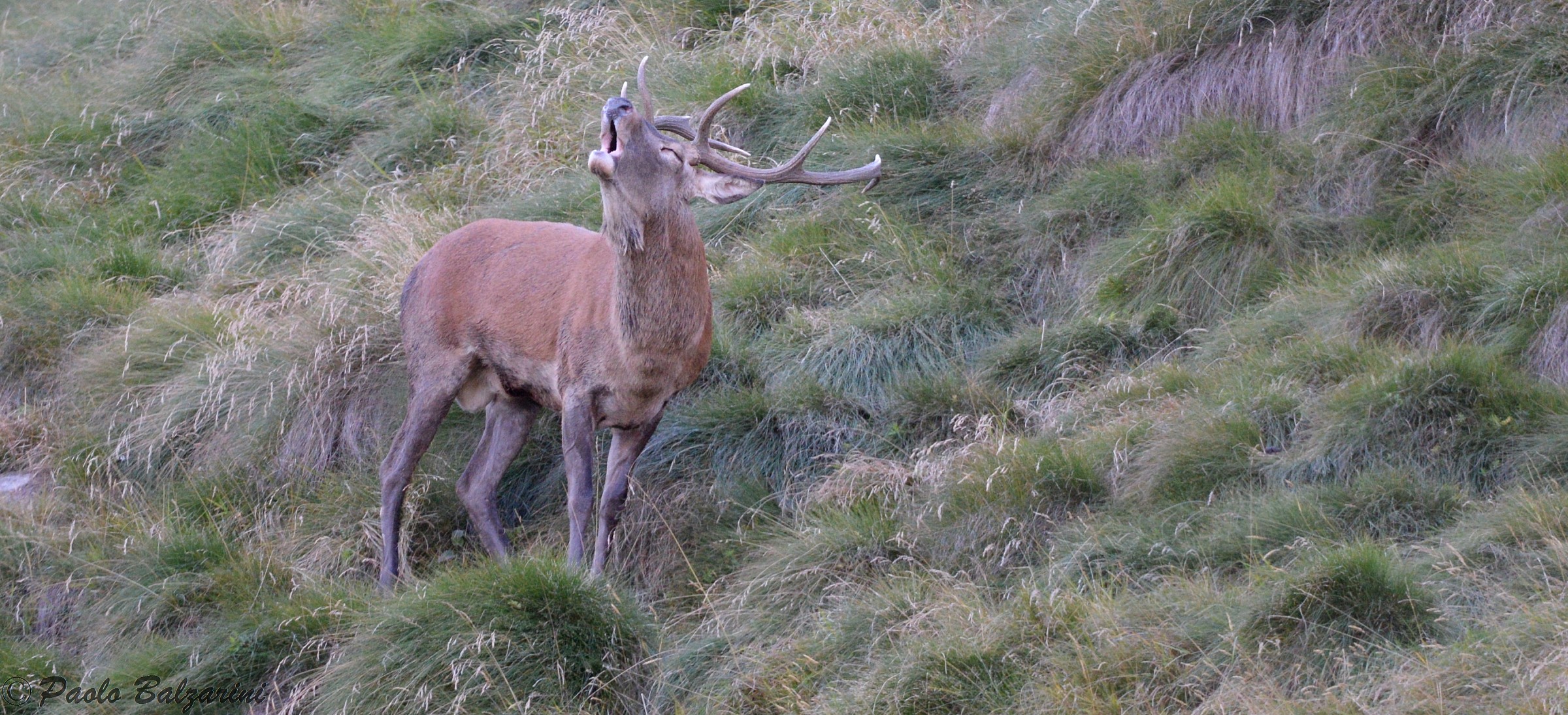 cervi parco nazionale dello stelvio