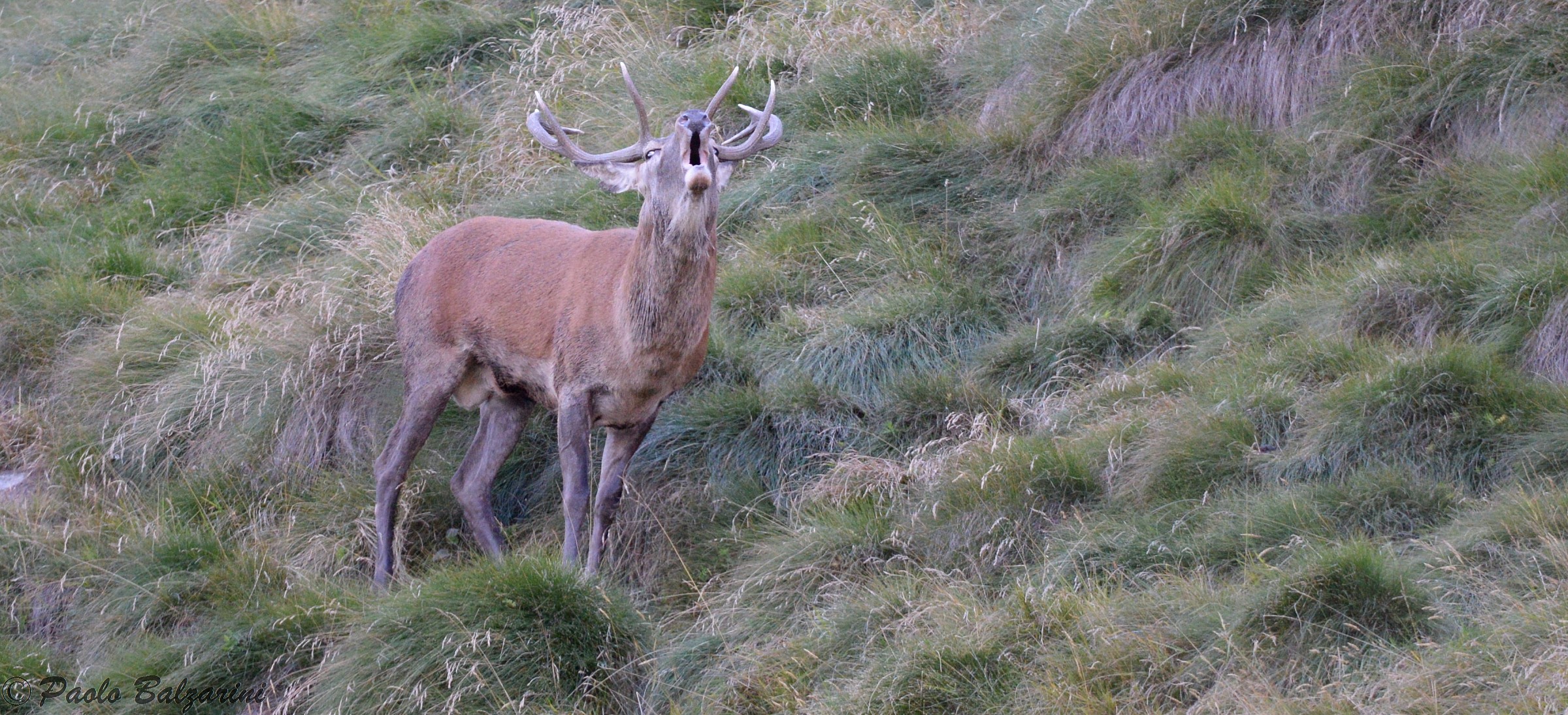 cervi parco nazionale dello stelvio