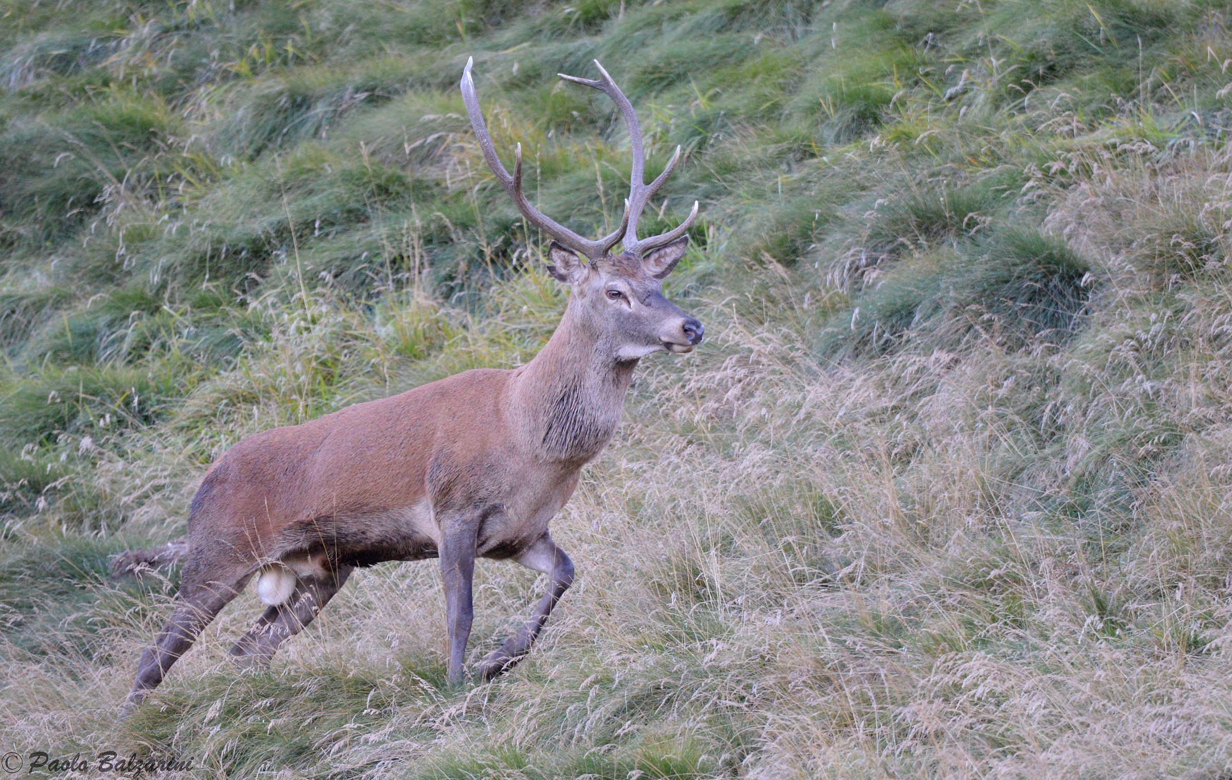 cervi parco nazionale dello stelvio