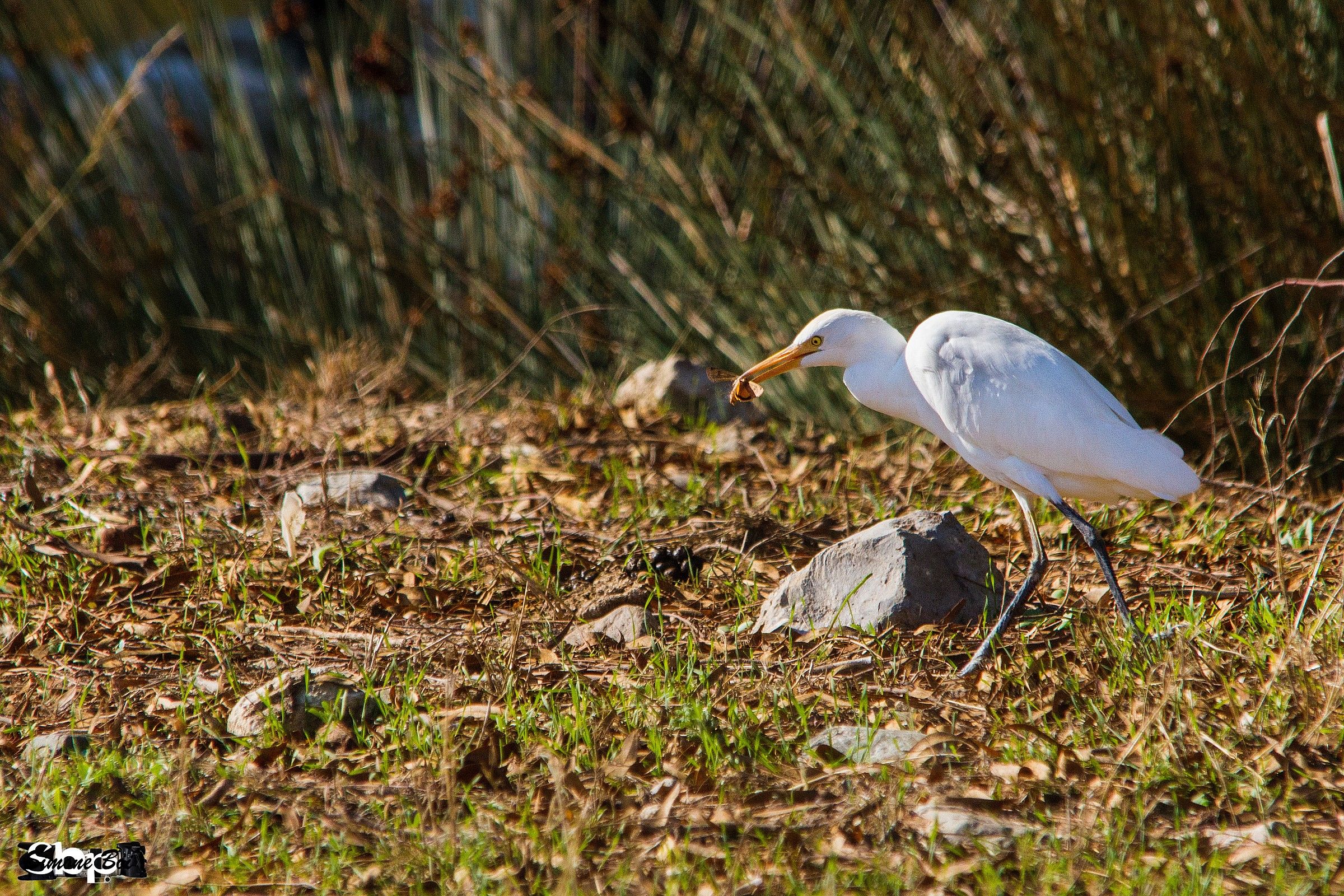The breakfast of champions!