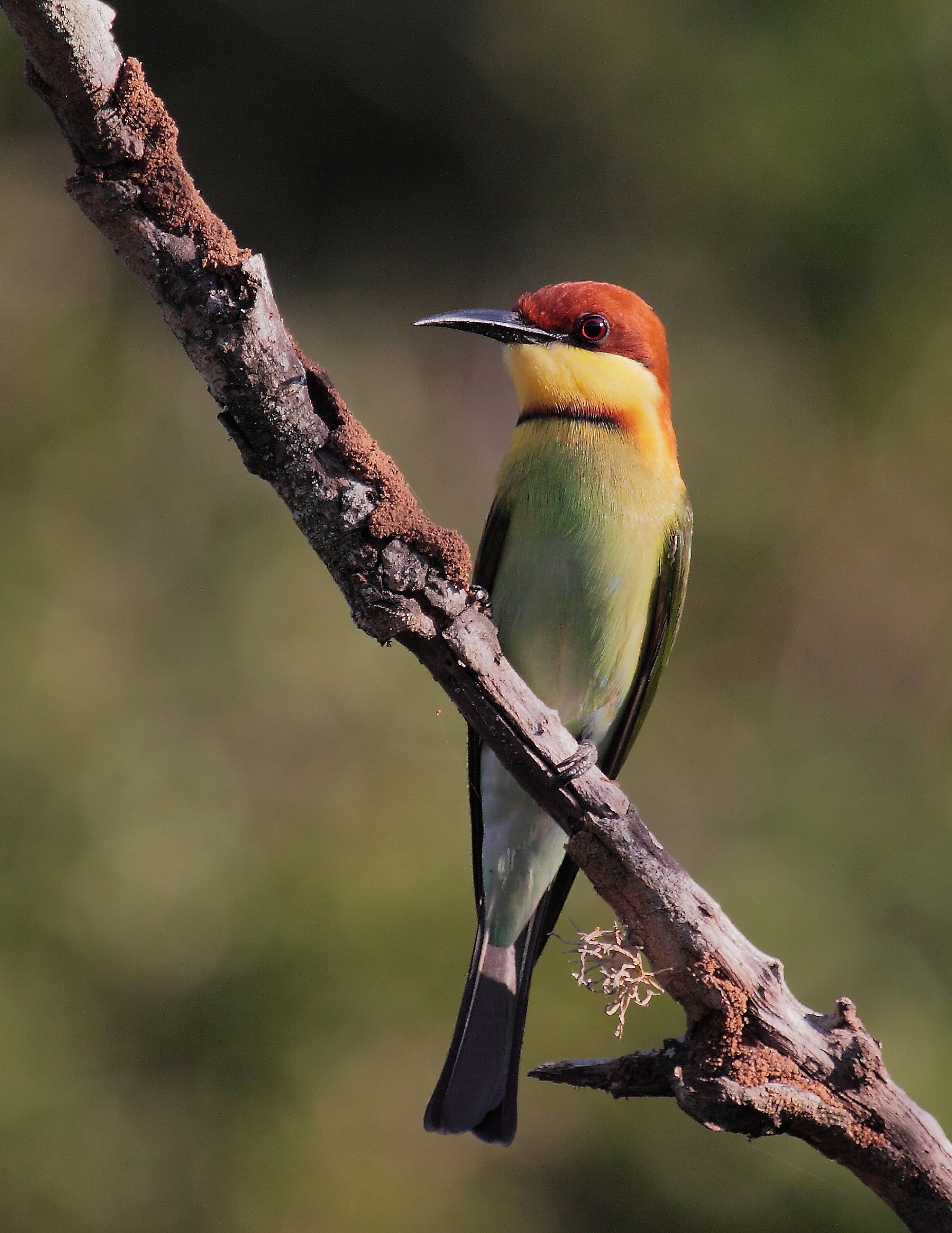 castagno guidato bee-eater