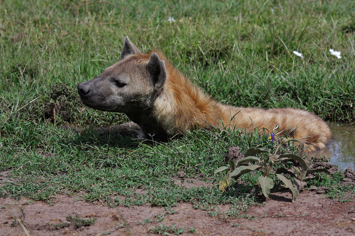 The bathroom of the hyena