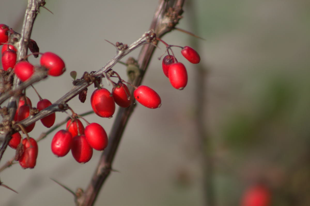 berries
