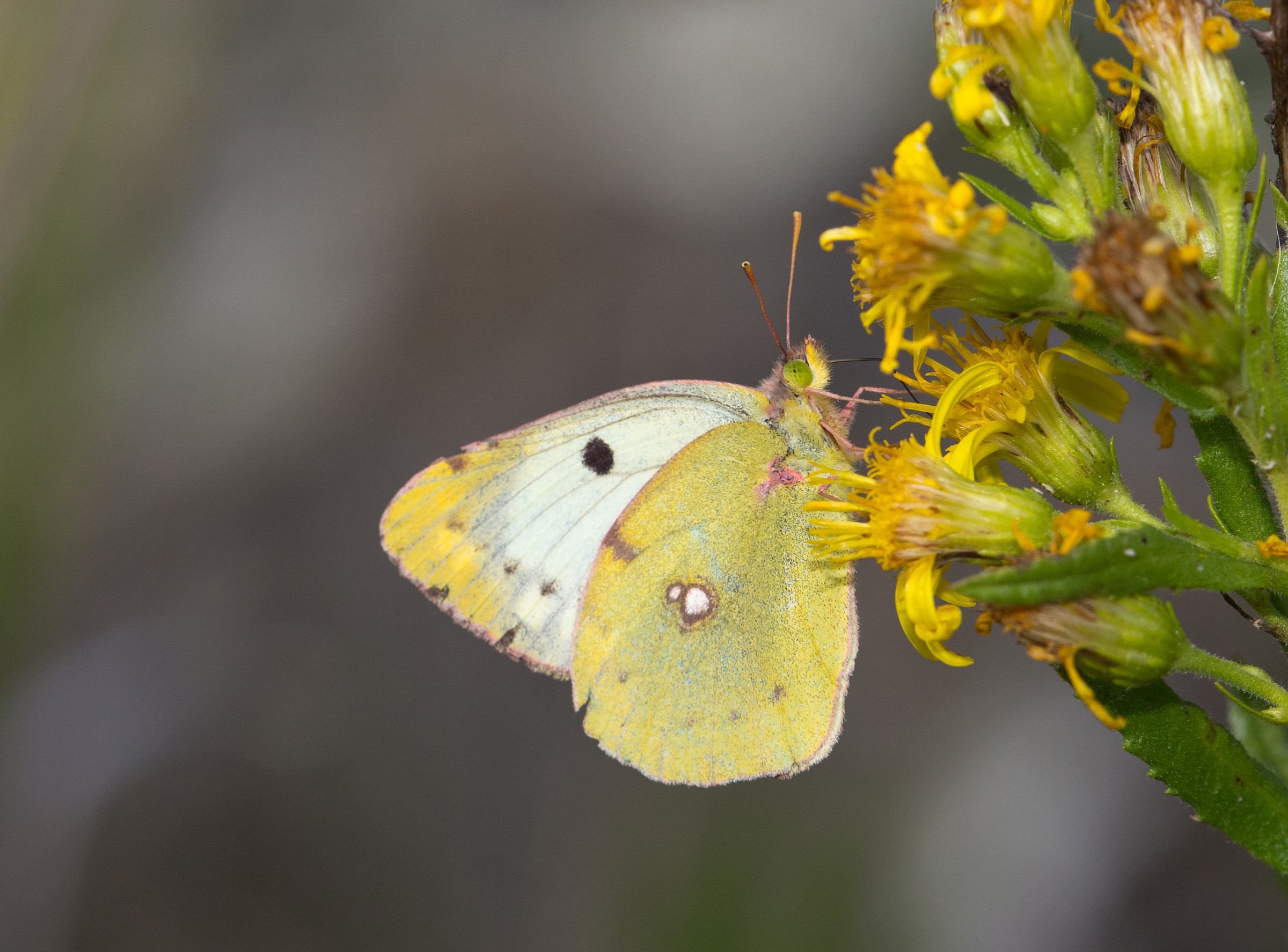 Colias Crocea 1