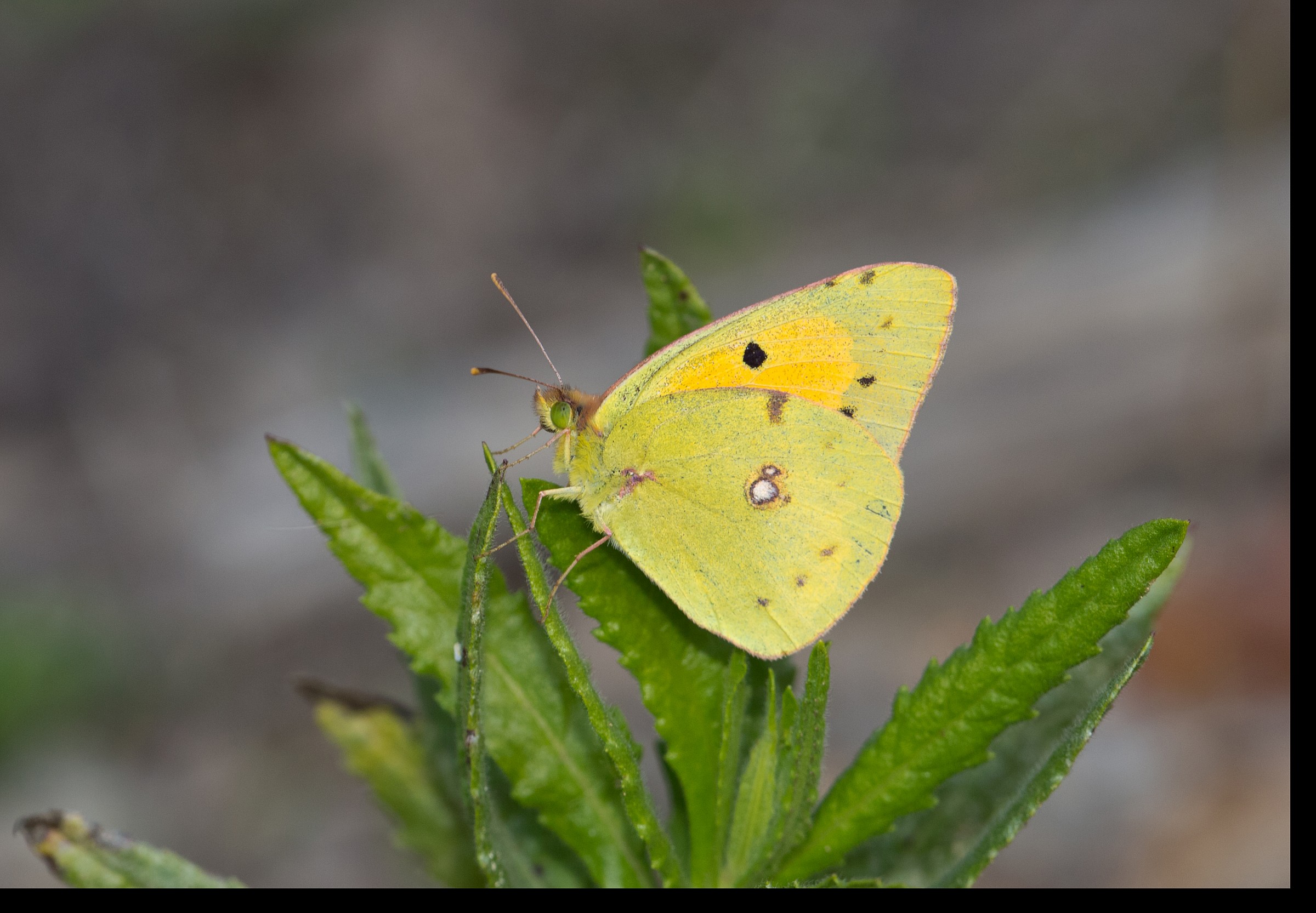 Colias Crocea 2