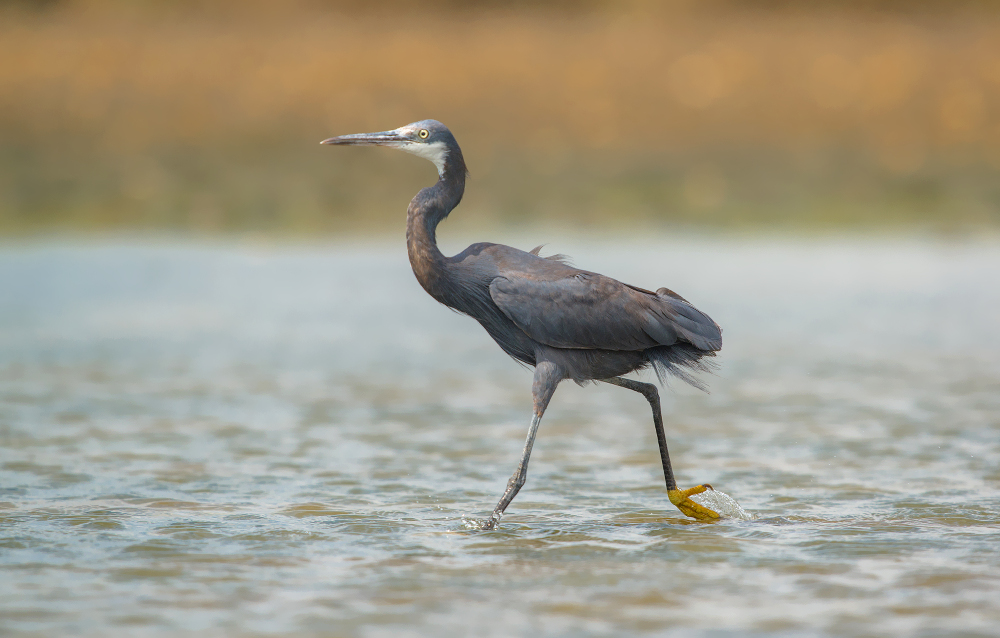 reef garzetta occidentale
