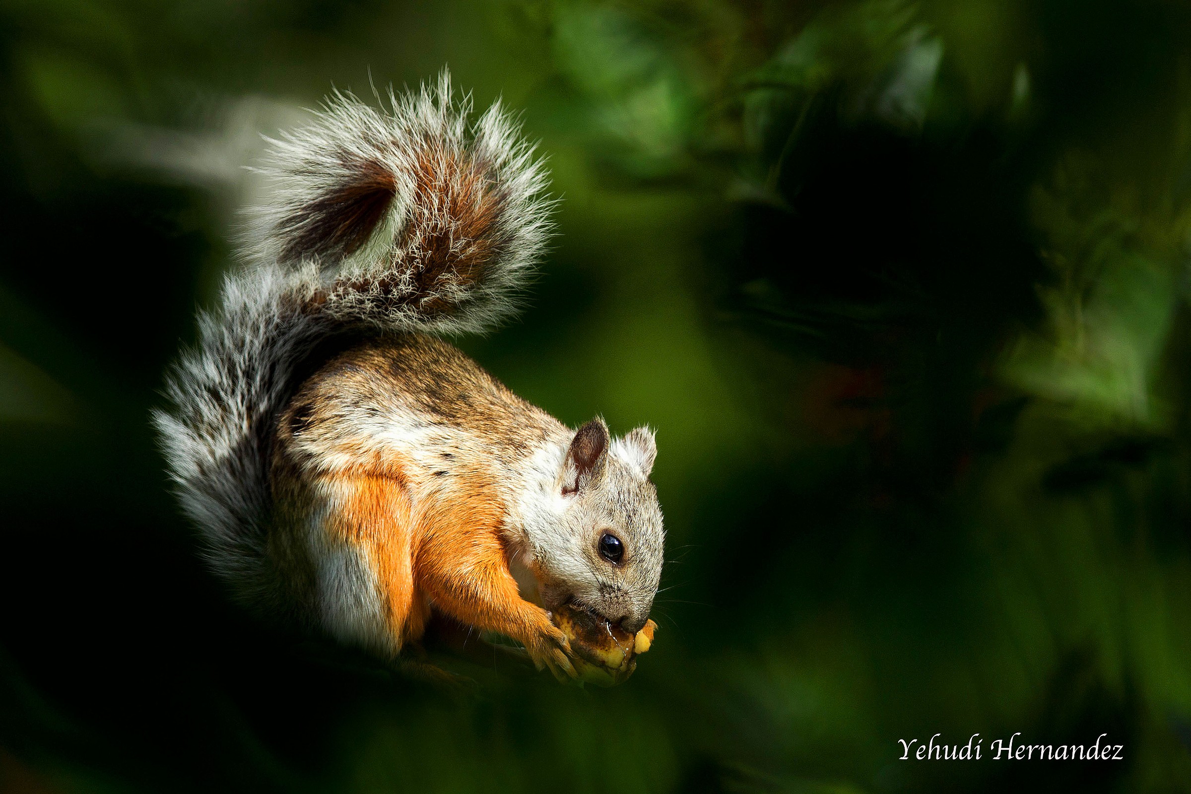 Variegato Squirrel