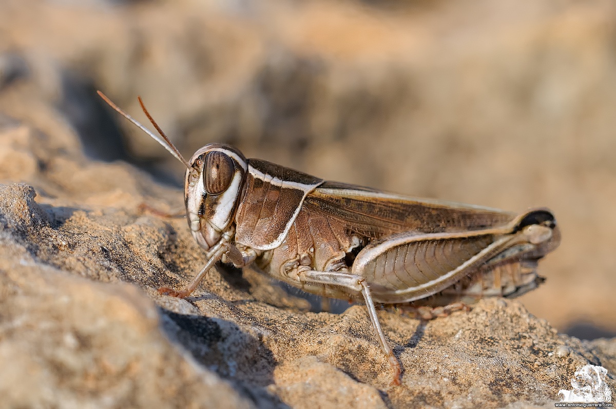 Grasshopper
