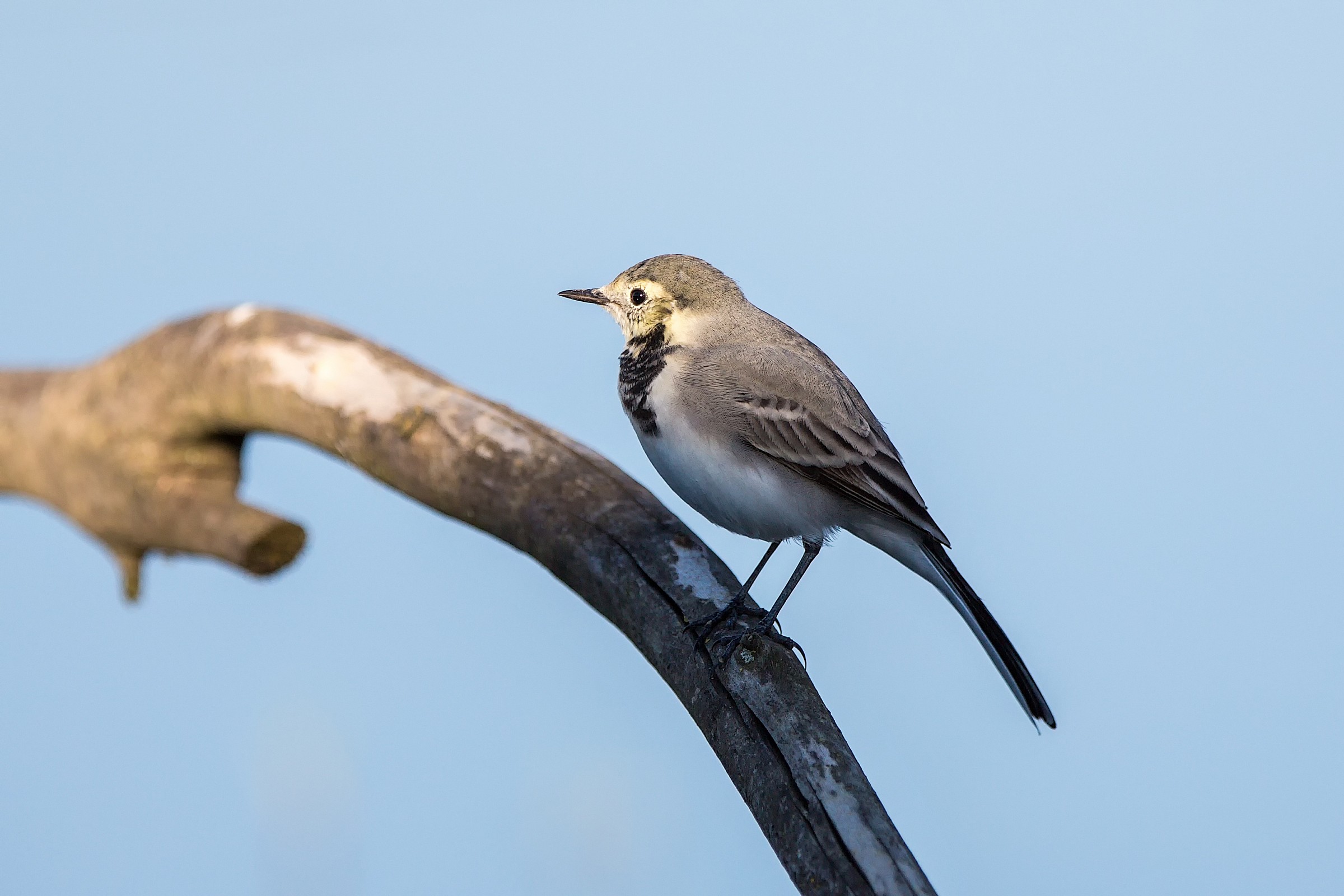 White Wagtail
