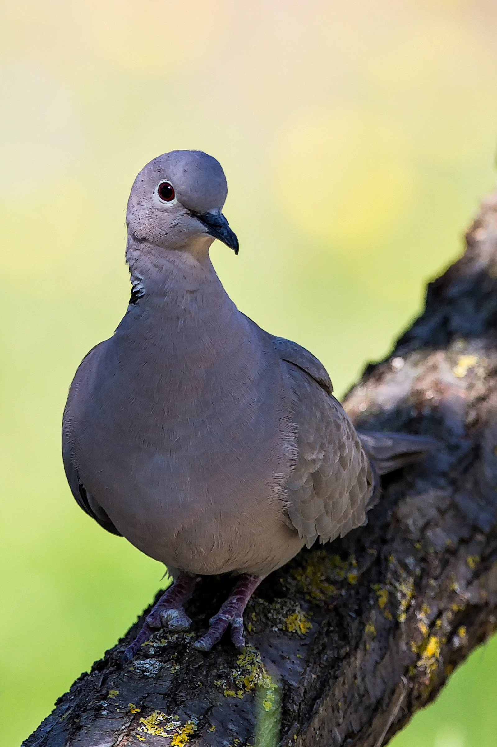Turtledove