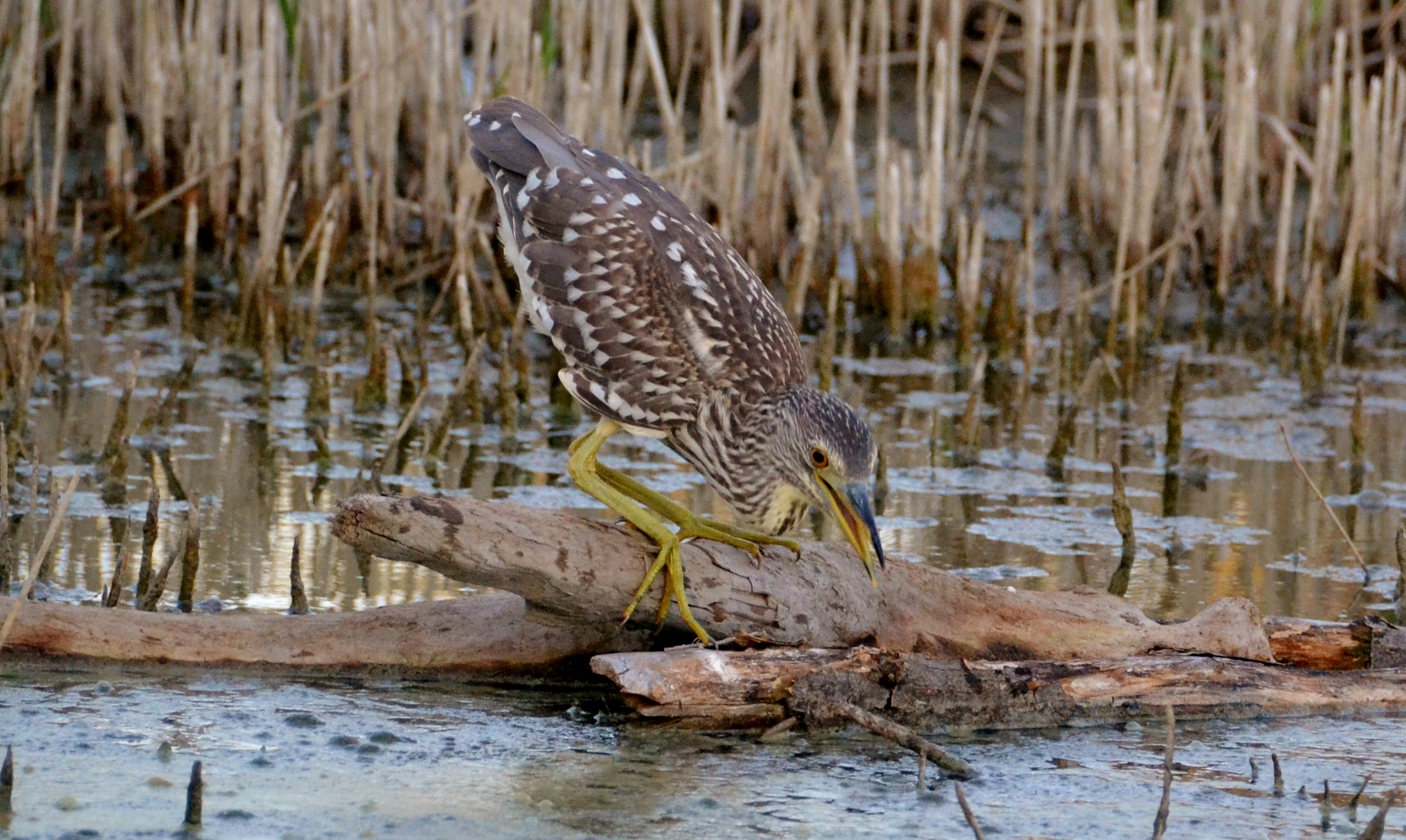 2 young night heron