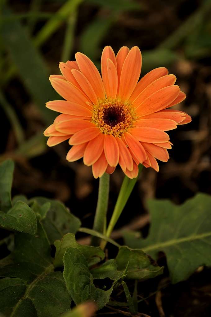 gerbera