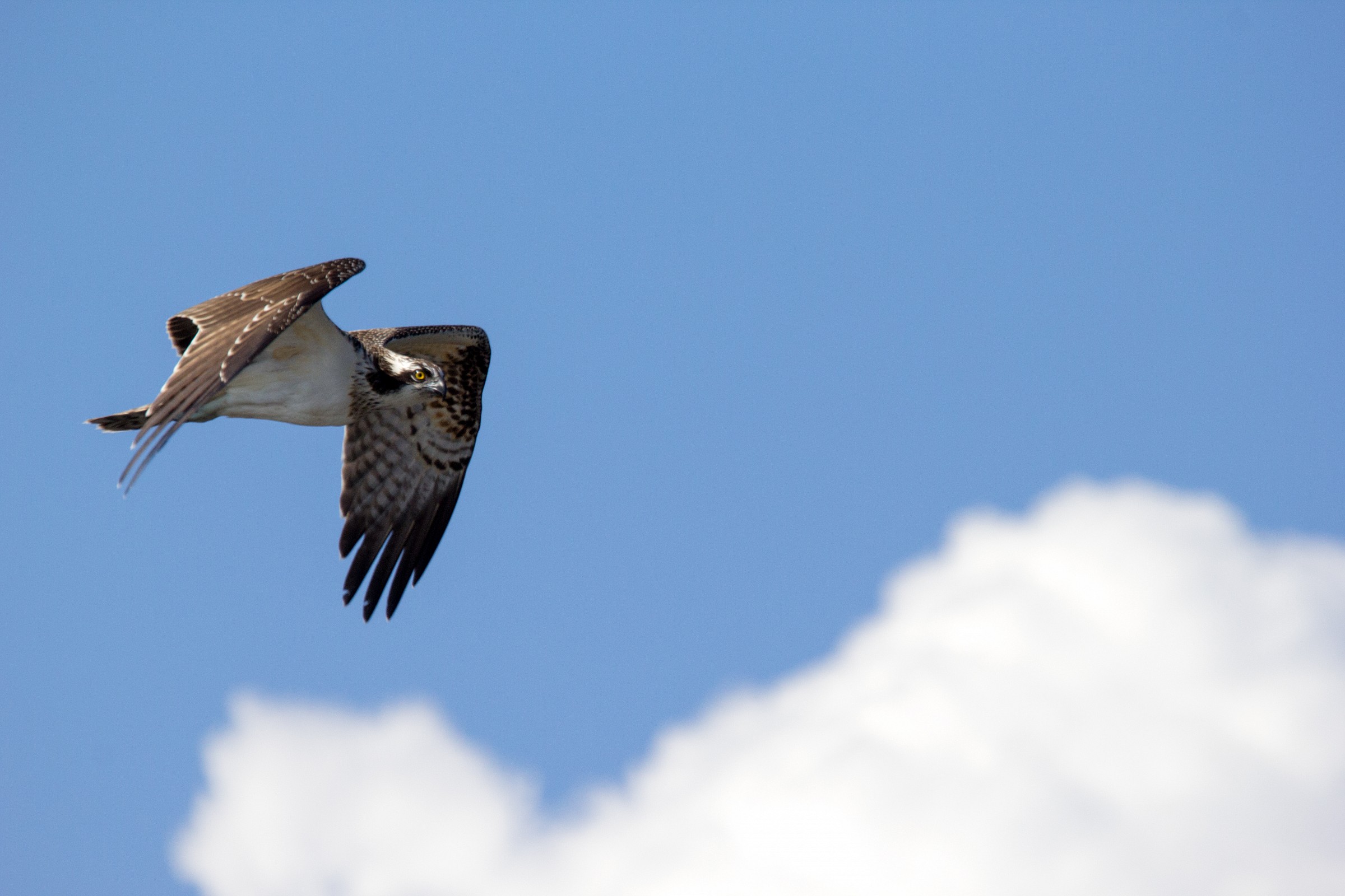 Dove osano i pescatori