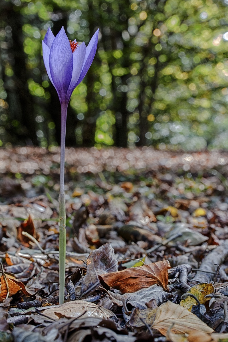 Crocus Solitario nel sottobosco