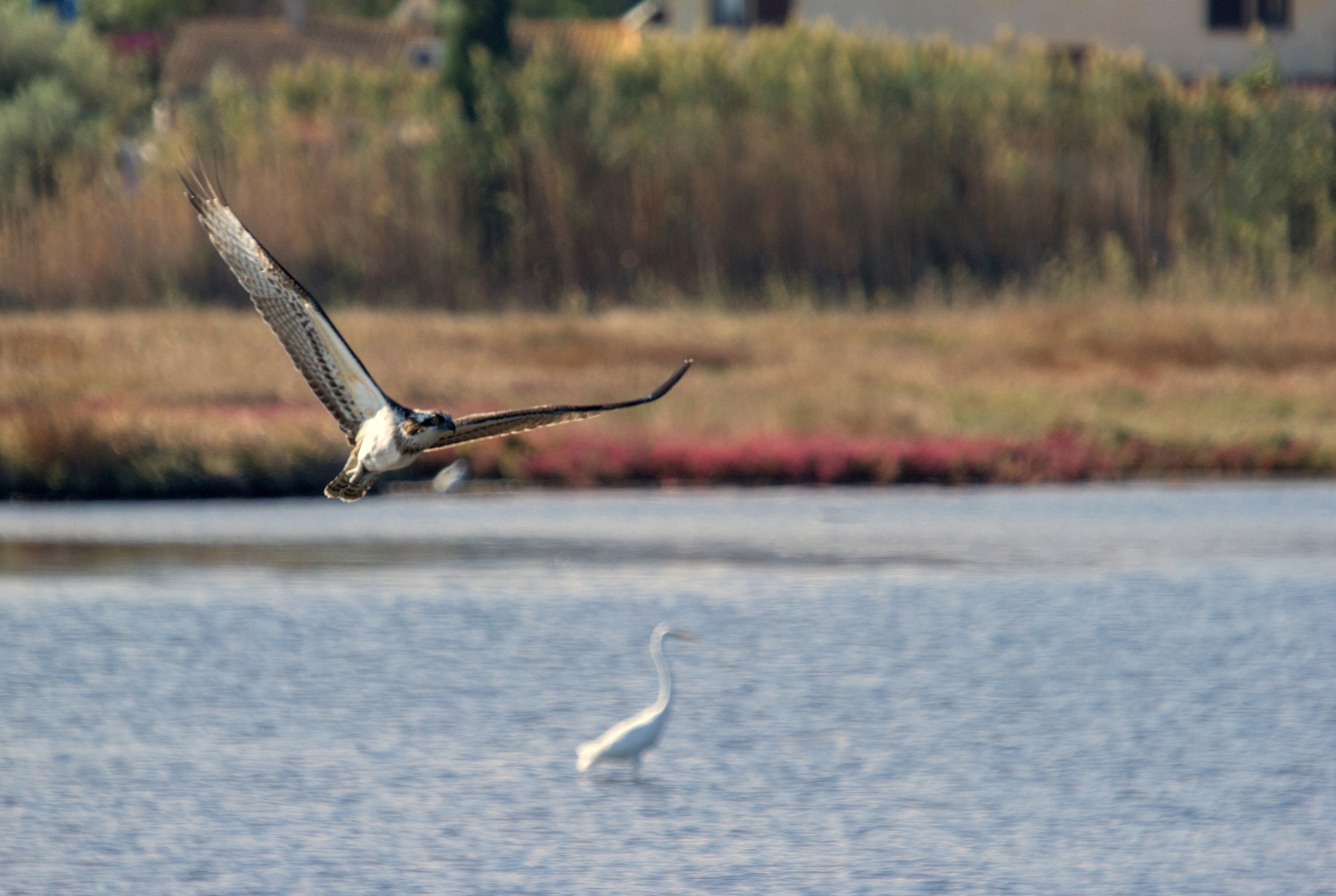 pescatore su fondo di airone