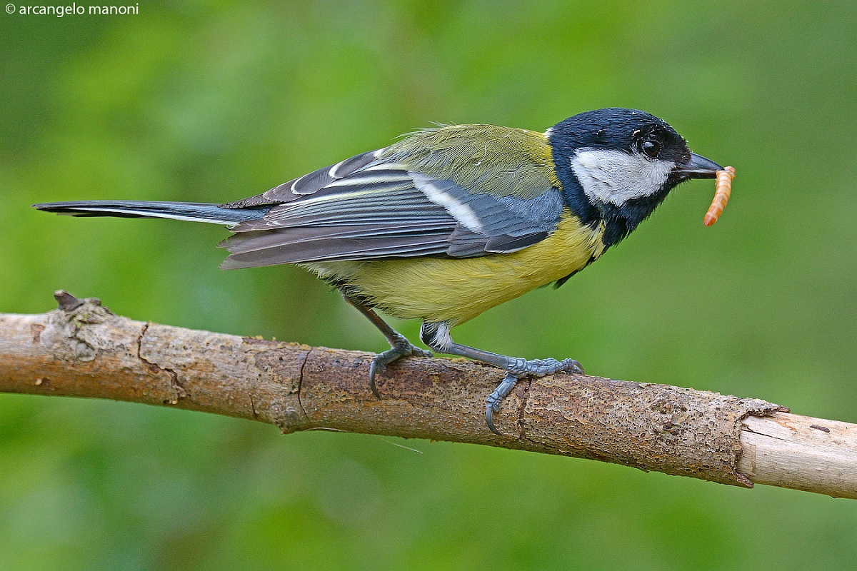 Un 'altra cinciallegra al capanno km zero