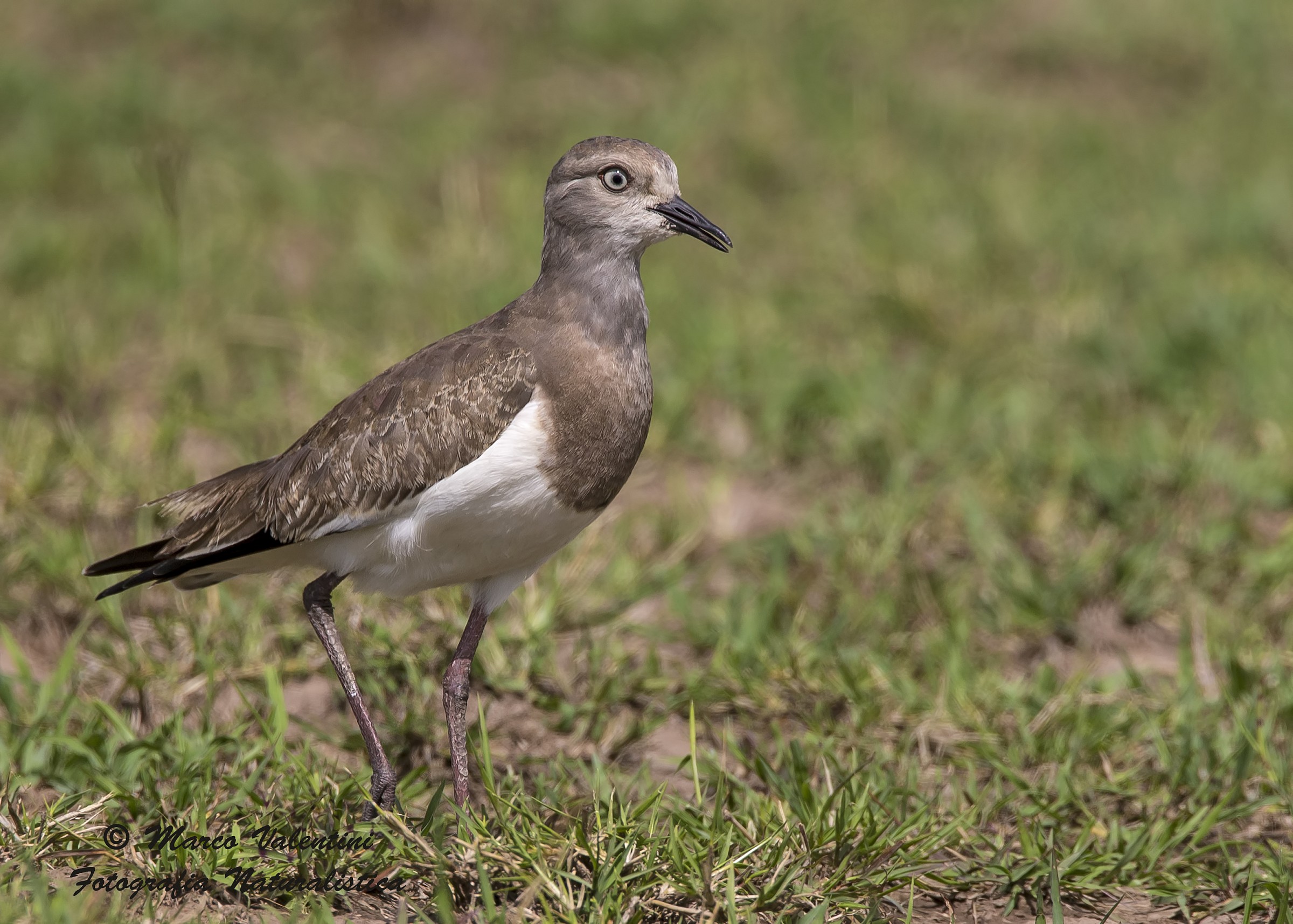 Young lapwing