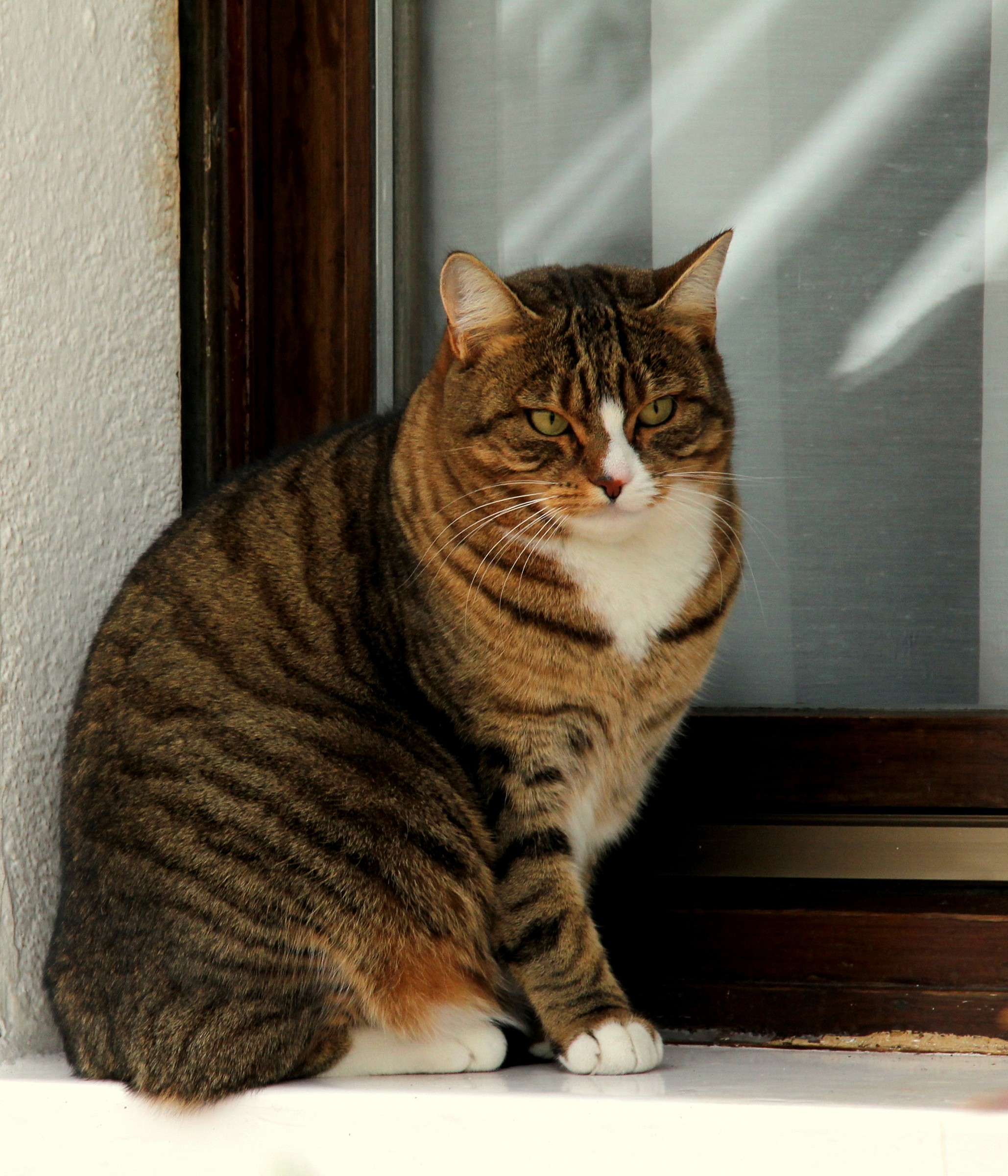 Il bel micione della vicina