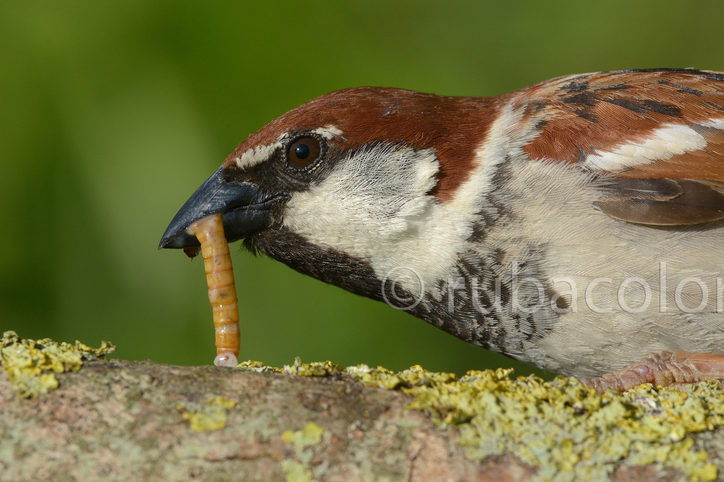 Passero da vicino (no crop)