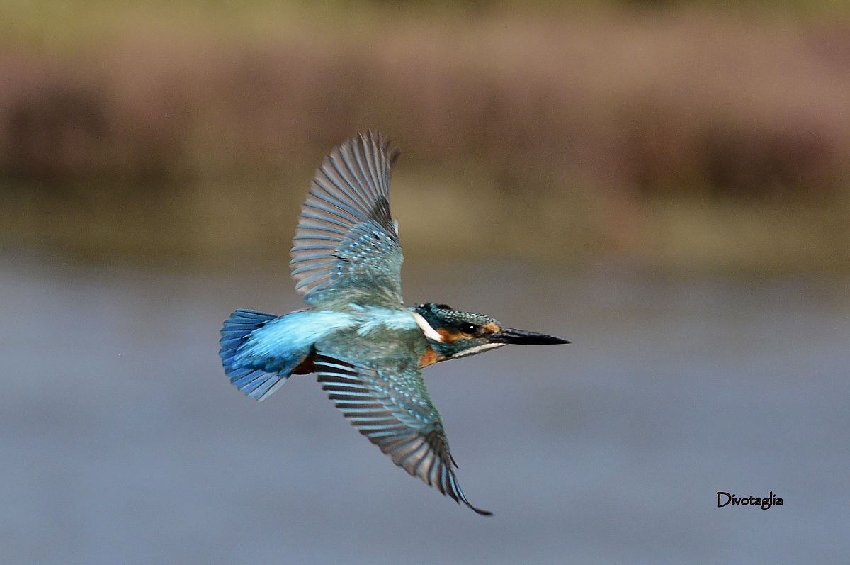 Martino va' a pescare