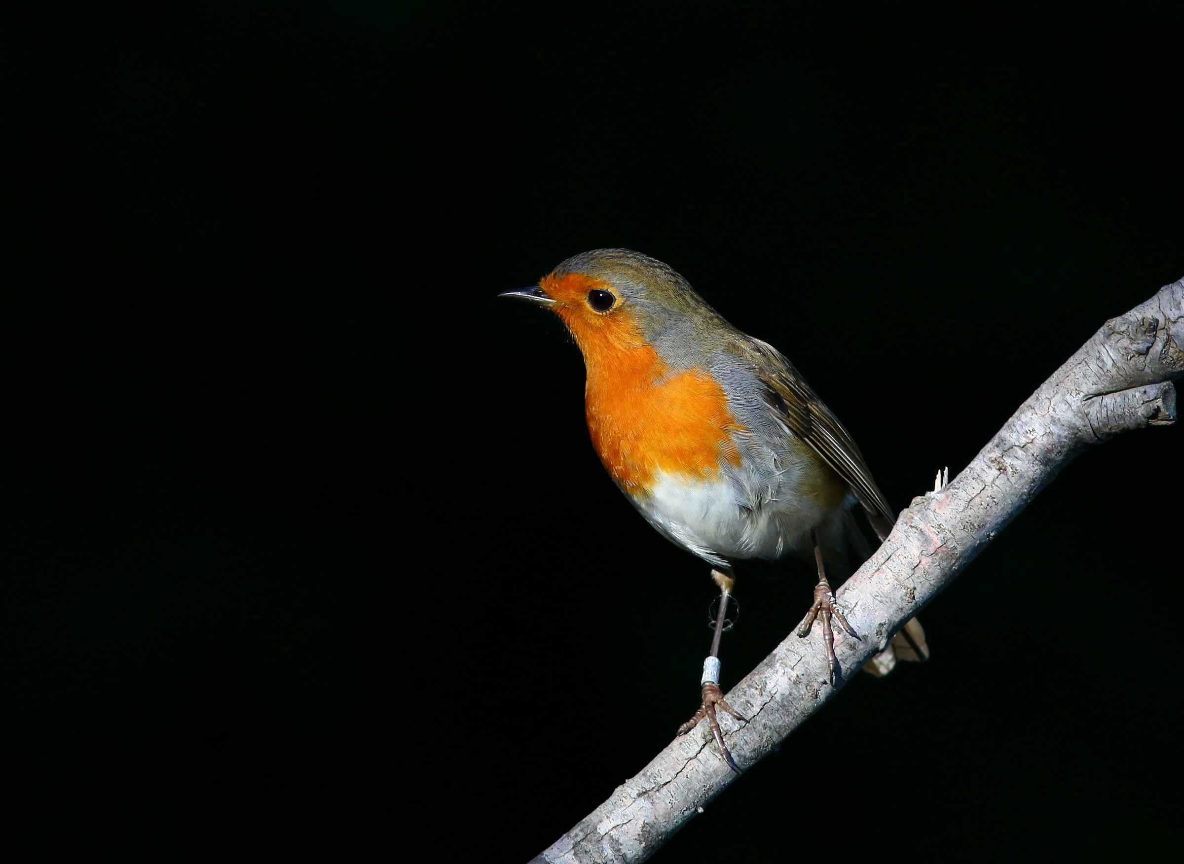 Robin