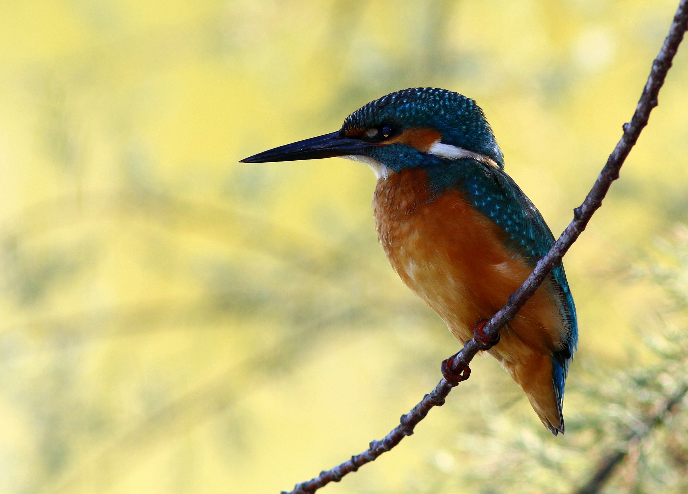 Kingfisher male