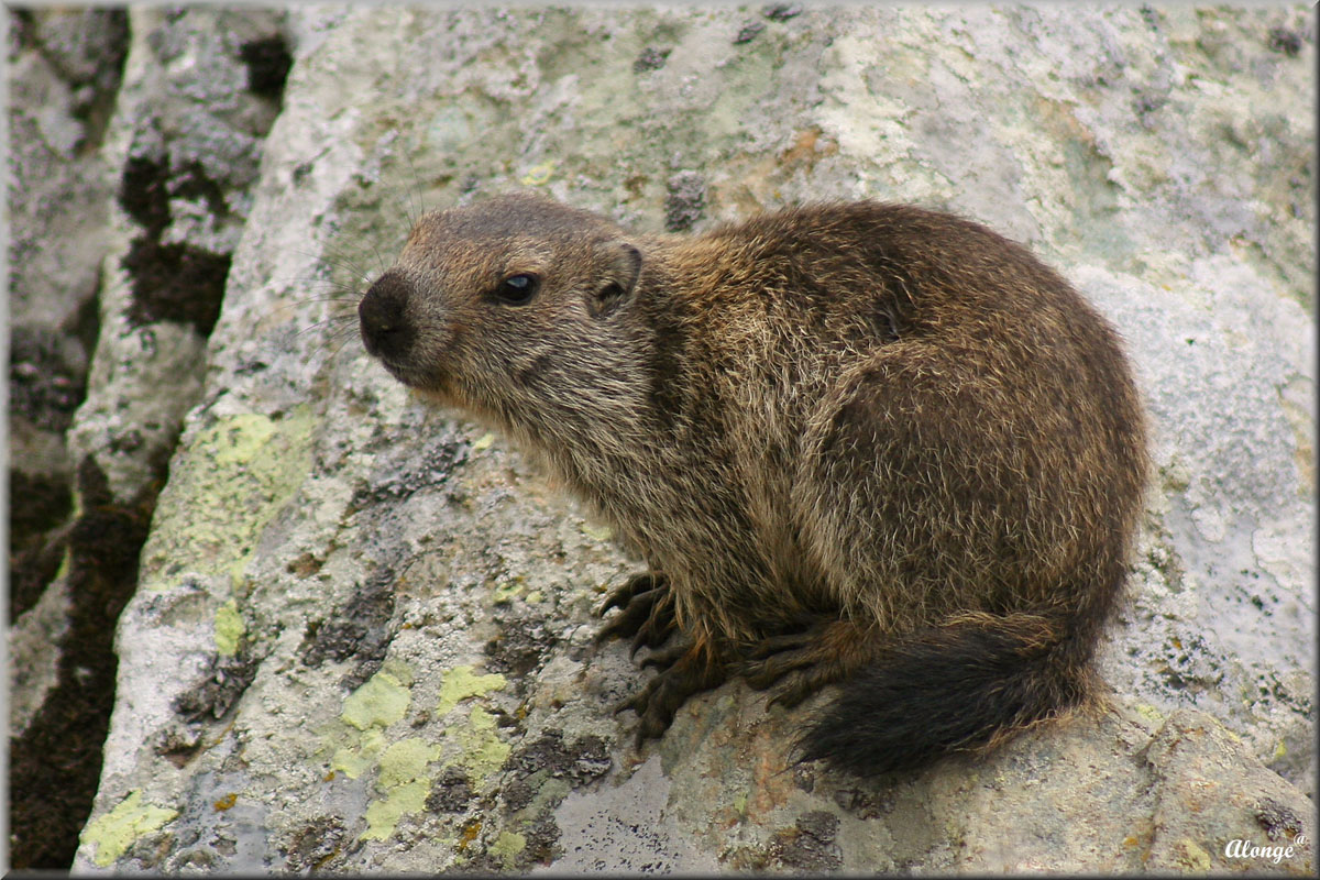 Marmotta Alpina