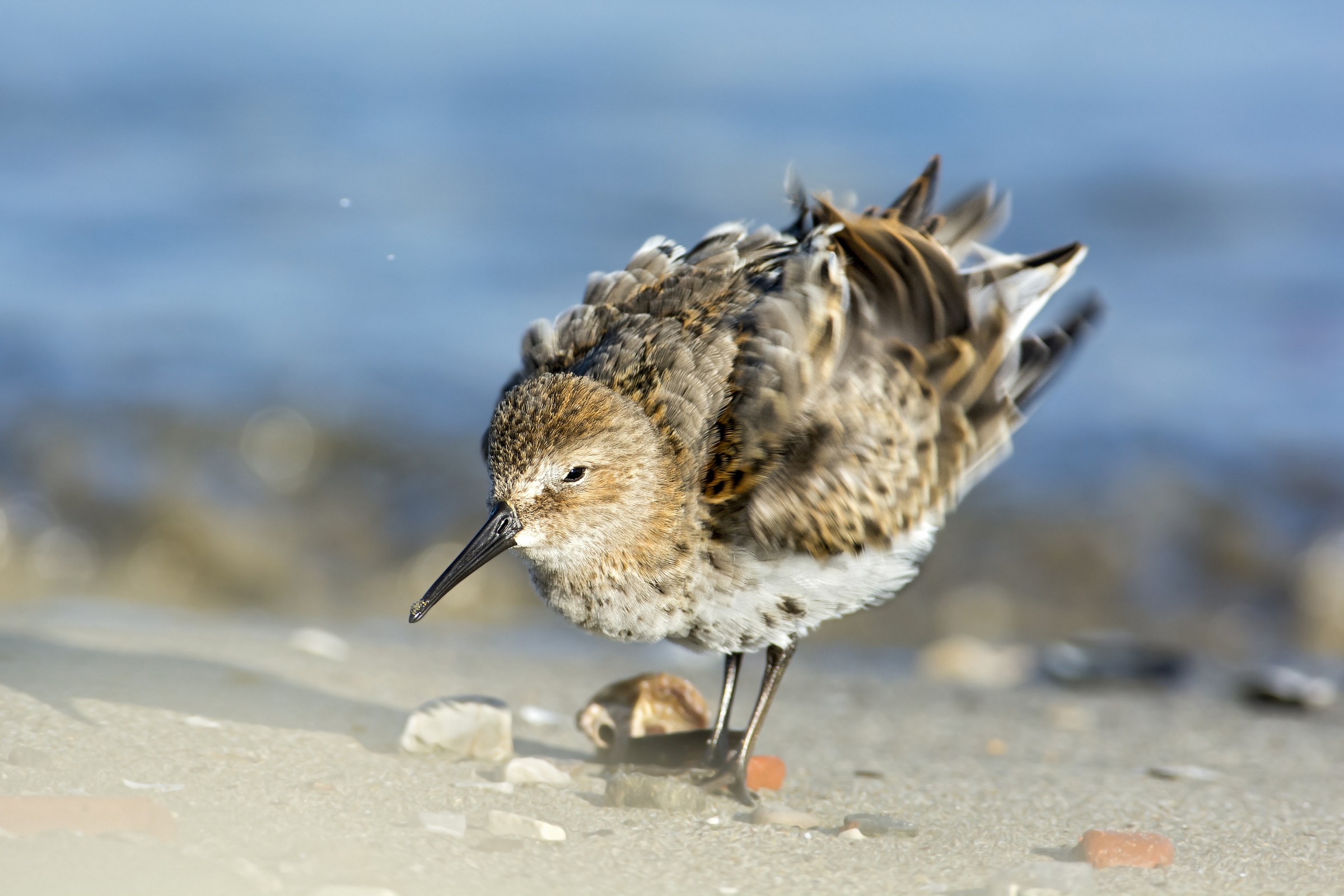 Piovanello Pancianera