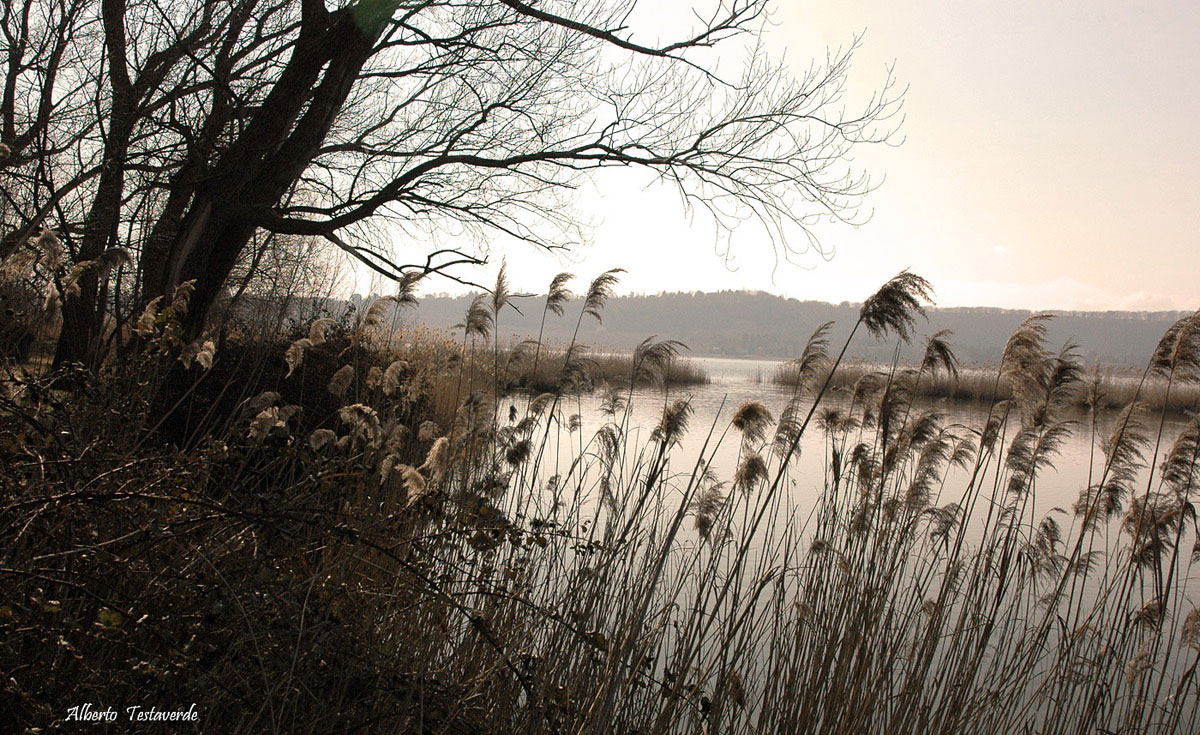 Brezza fra le canne