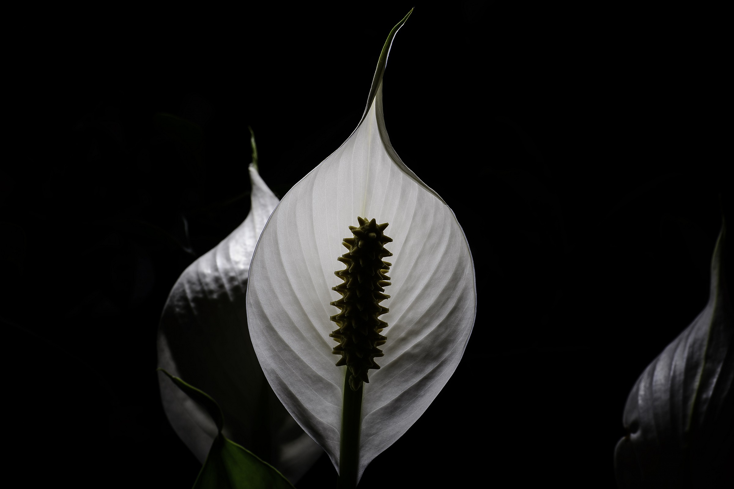 Spatifillo (Spathiphyllum)
