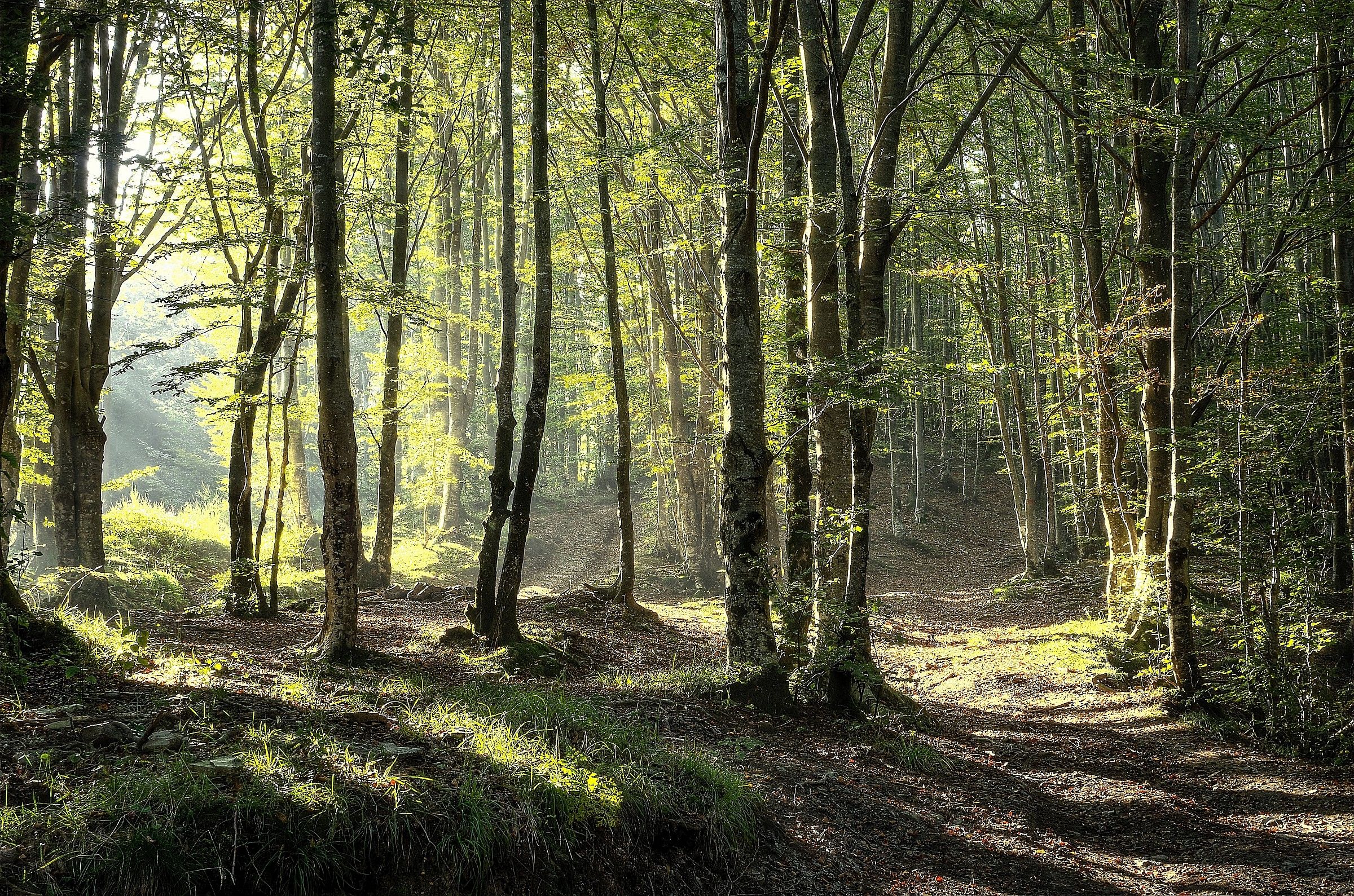 forest val d'aveto-Ligurian Apennines