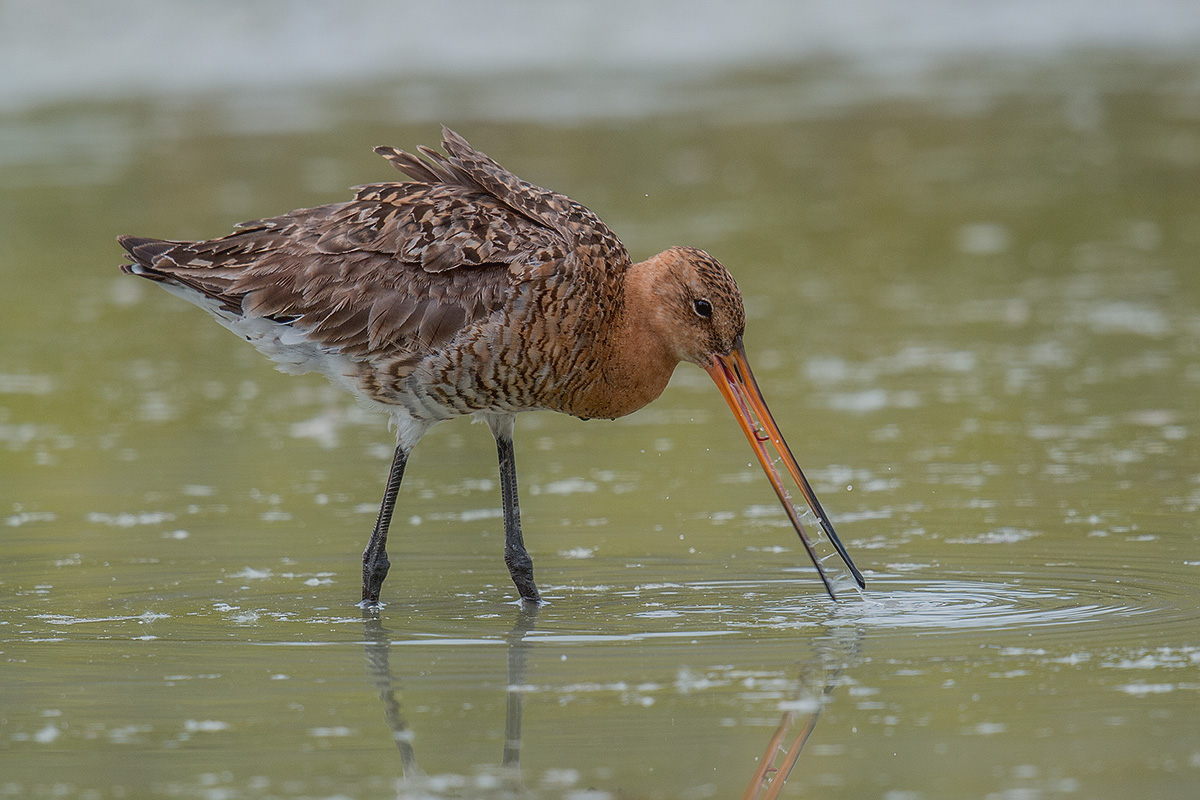 Godwit