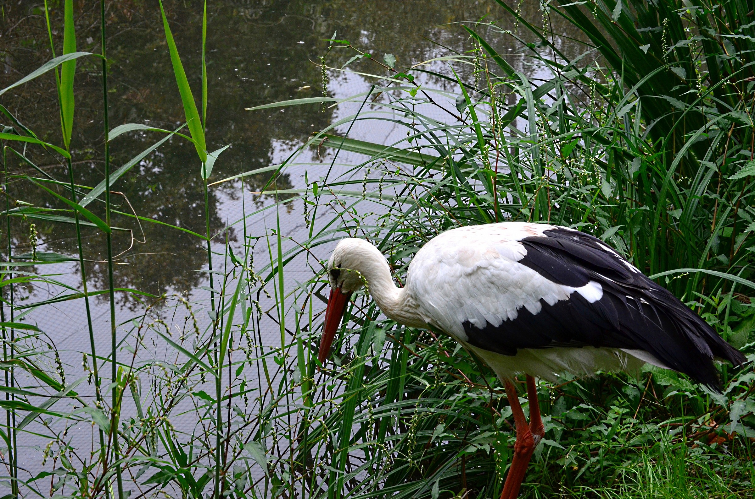 white stork