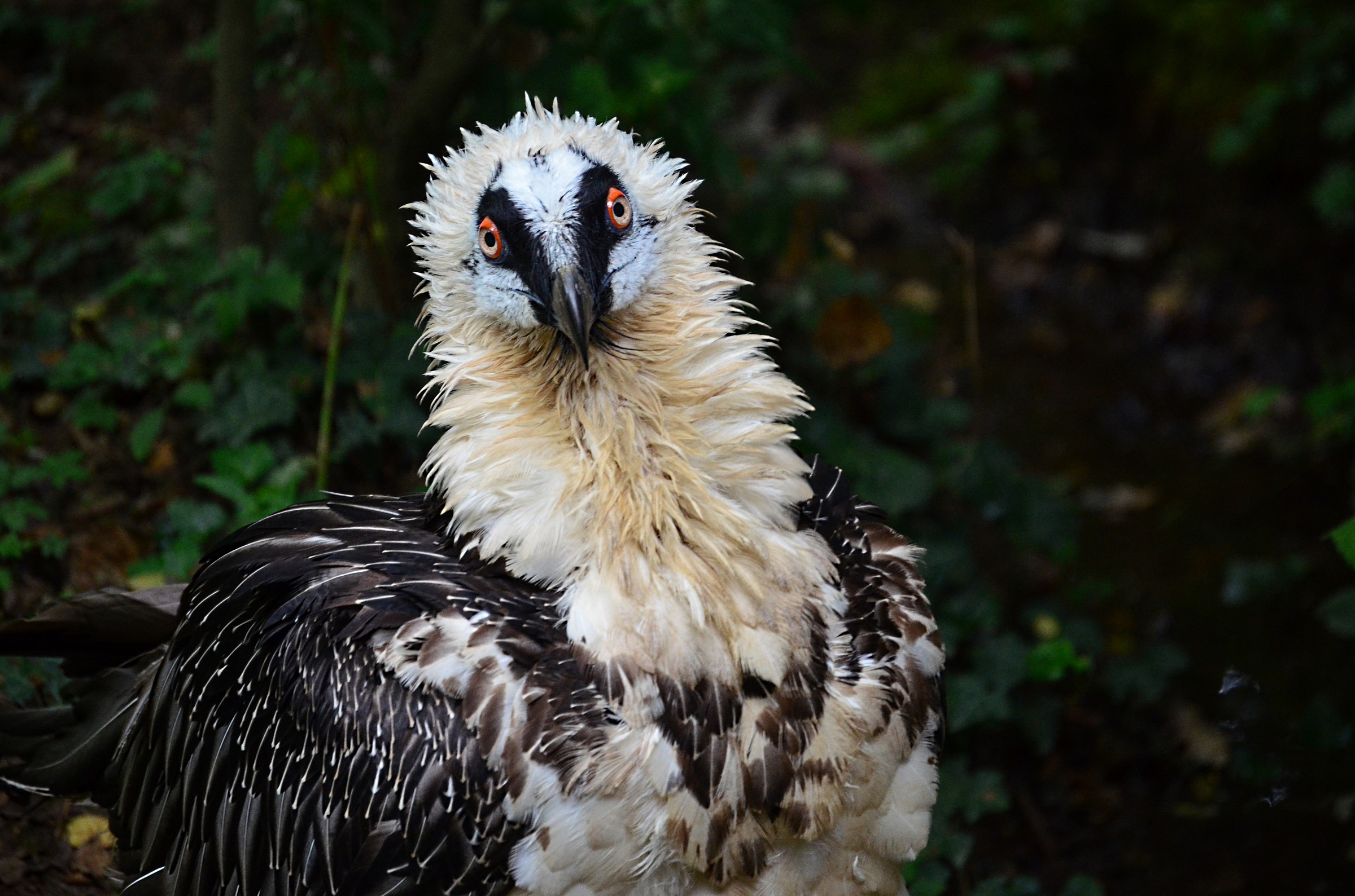 bearded vulture