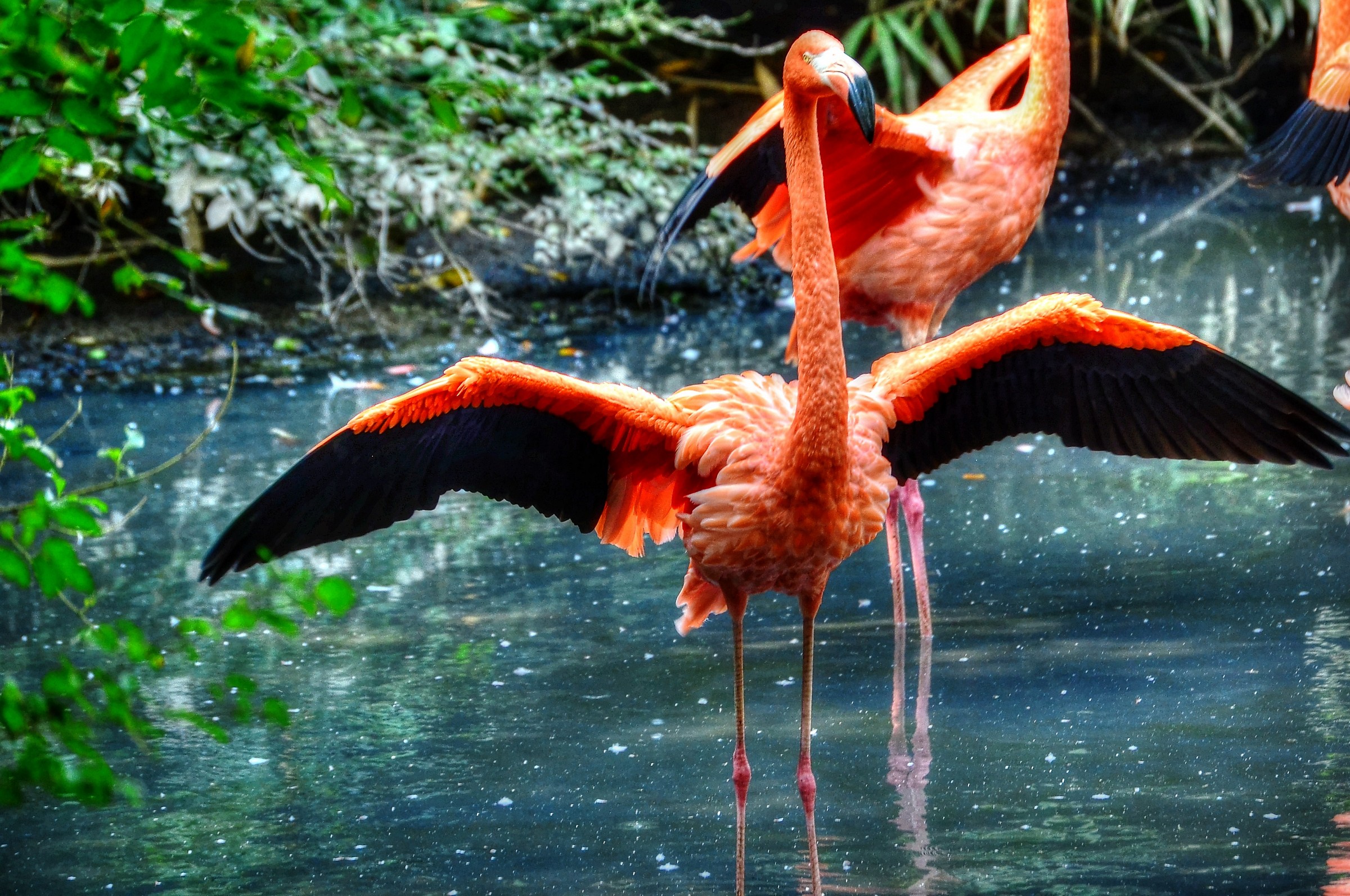 flamingos