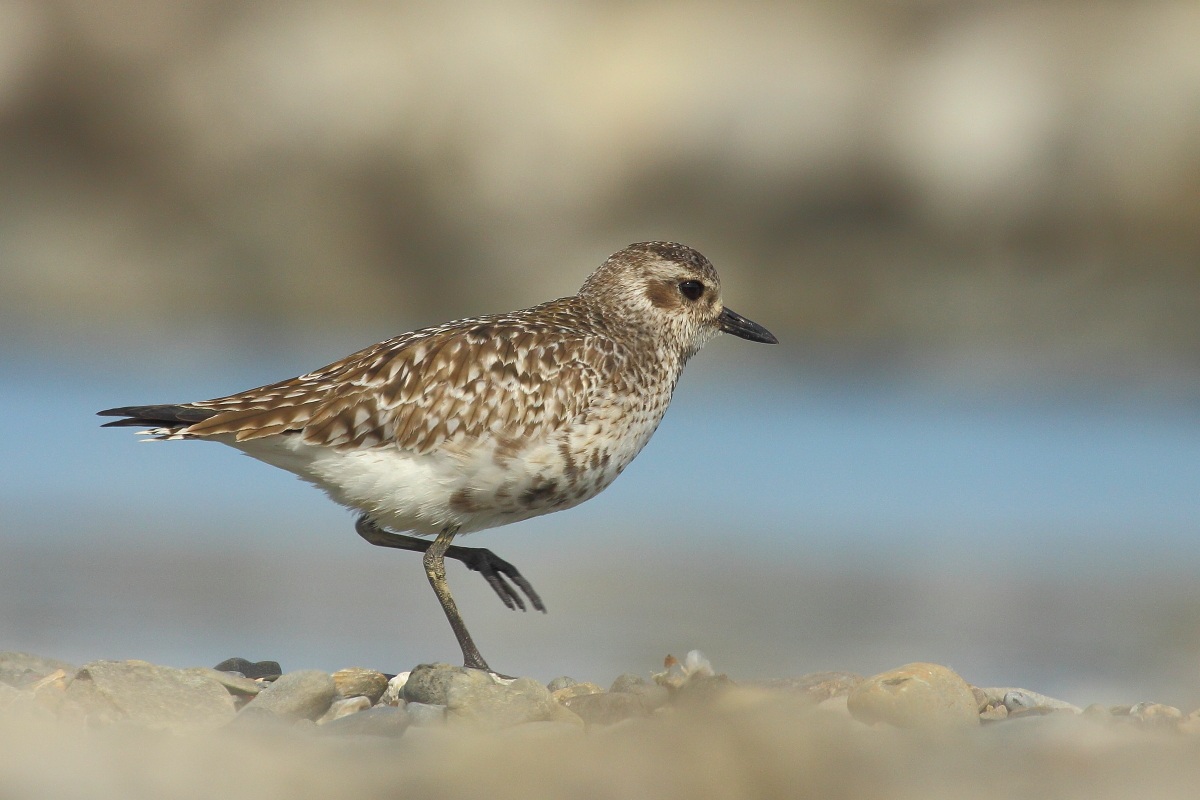 Black-bellied Plover