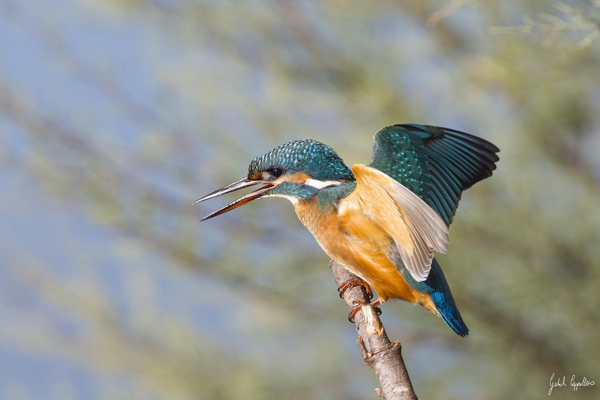 Martin pescatore (Alcedo atthis)