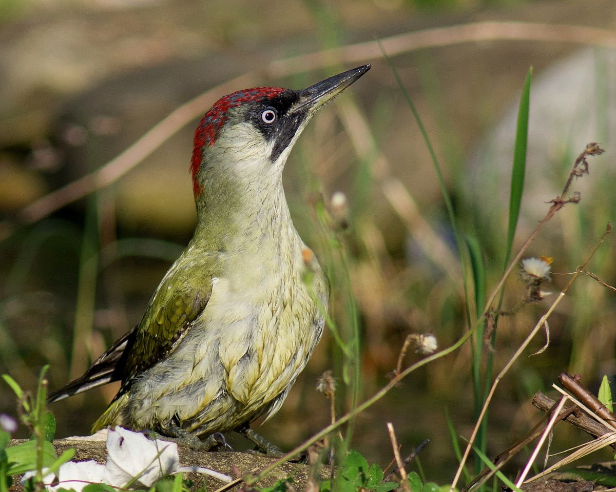 Female Green Woodpecker