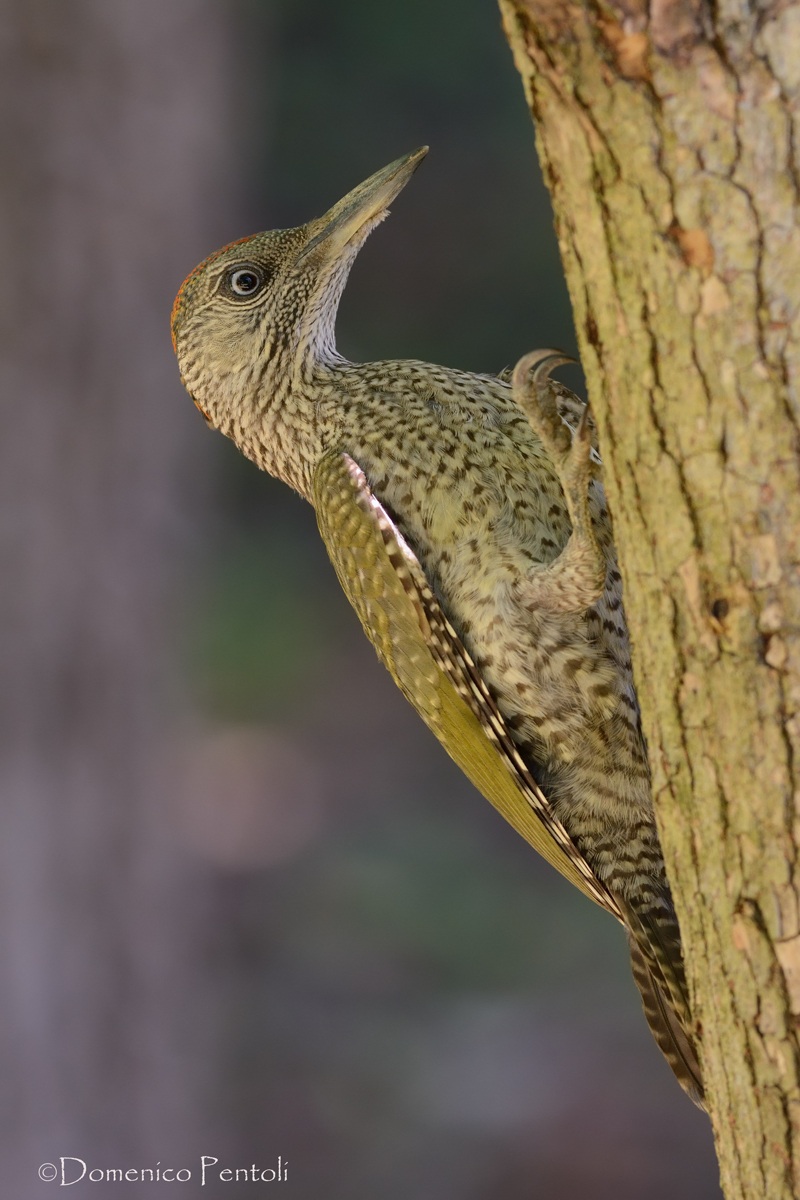 Green Woodpecker young