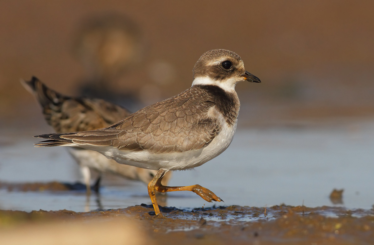 Ringed Plover